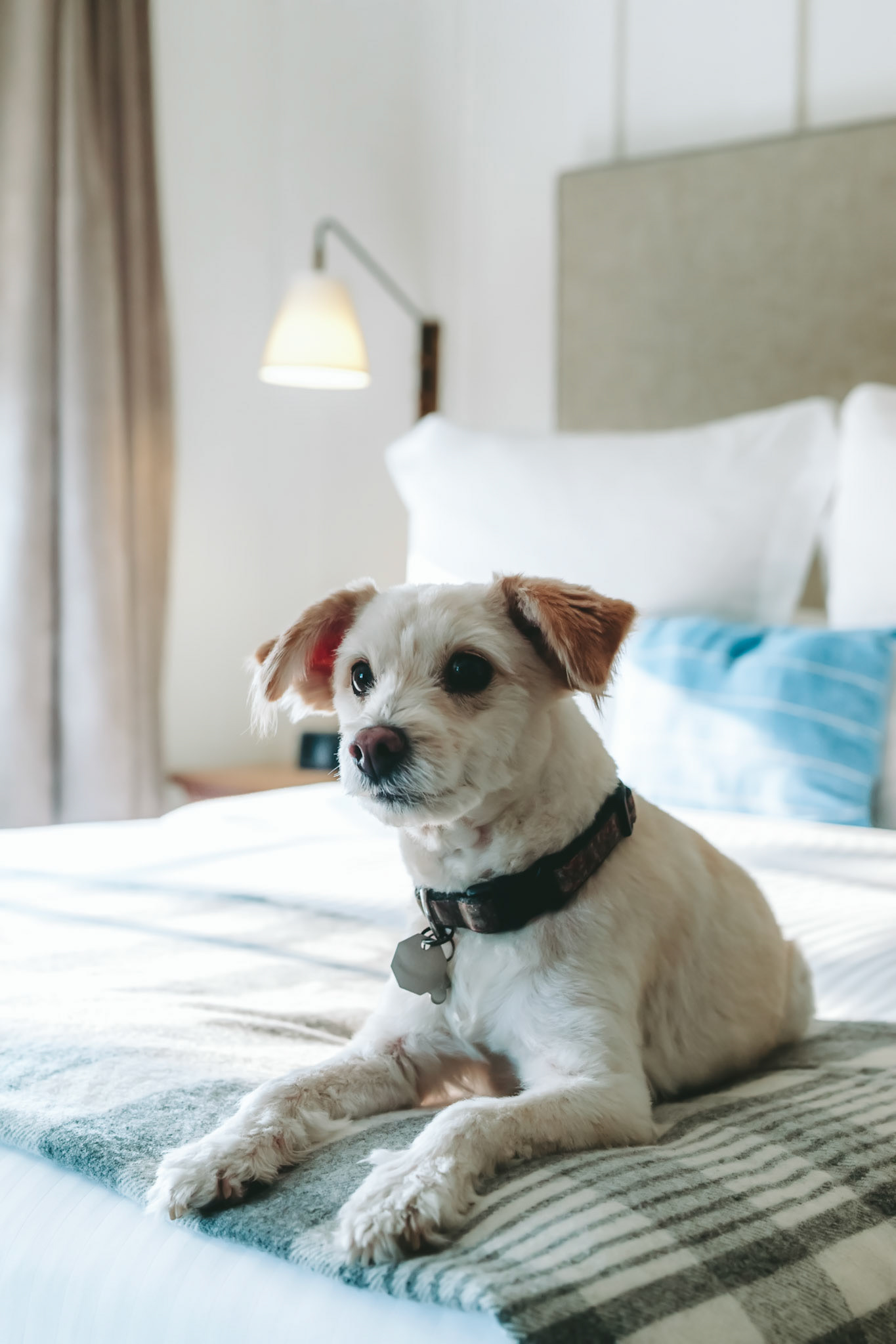 Dogon Bed in Hotel Room
