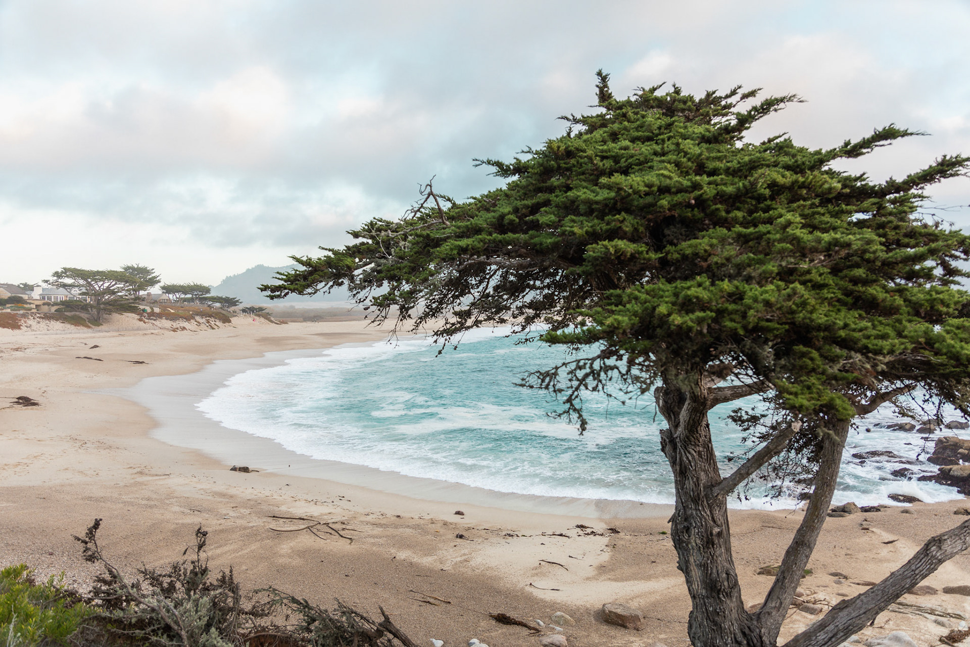 CoastalBeach with Trees