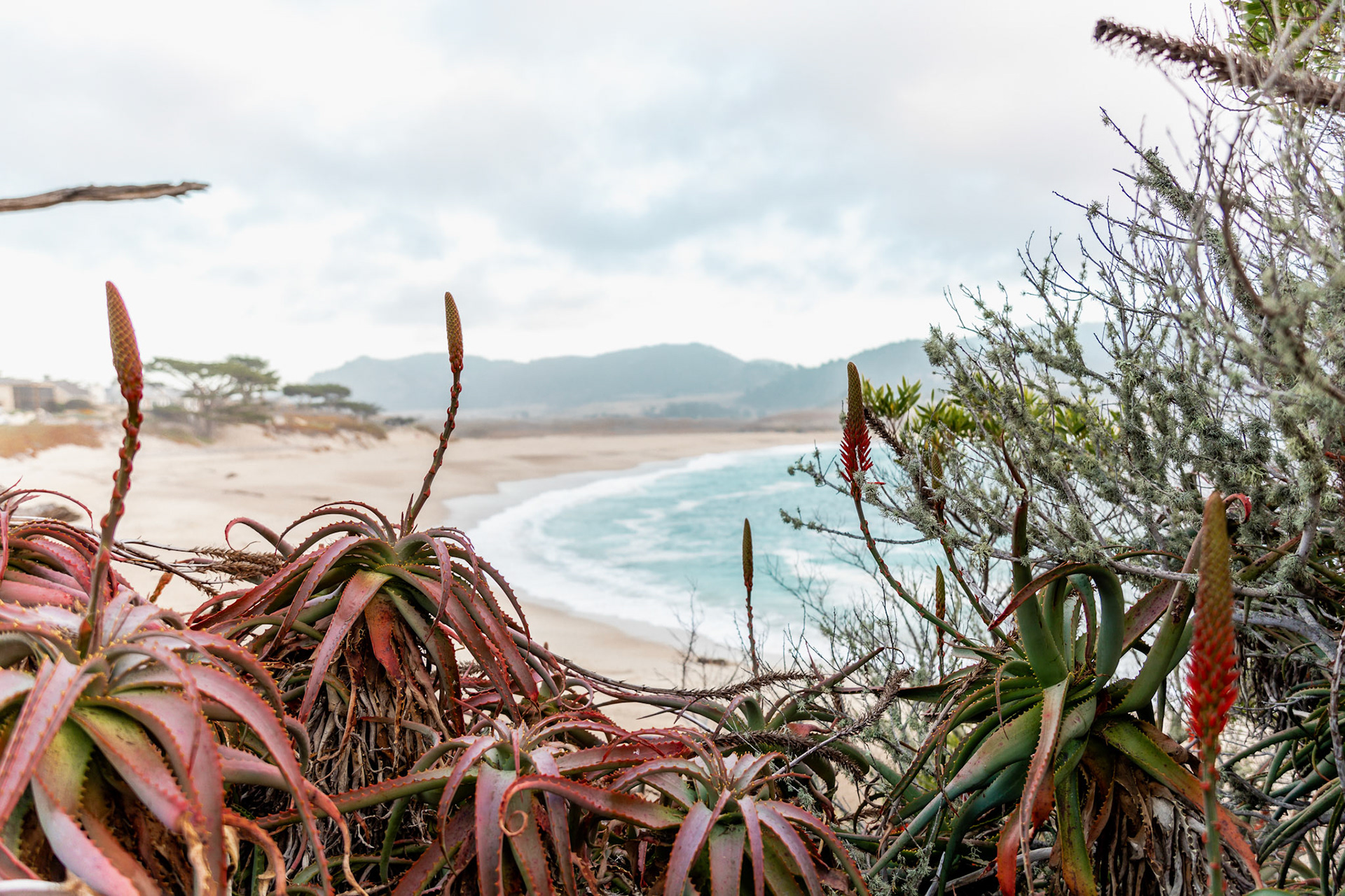 Beachwith Succulents &amp; Mountains