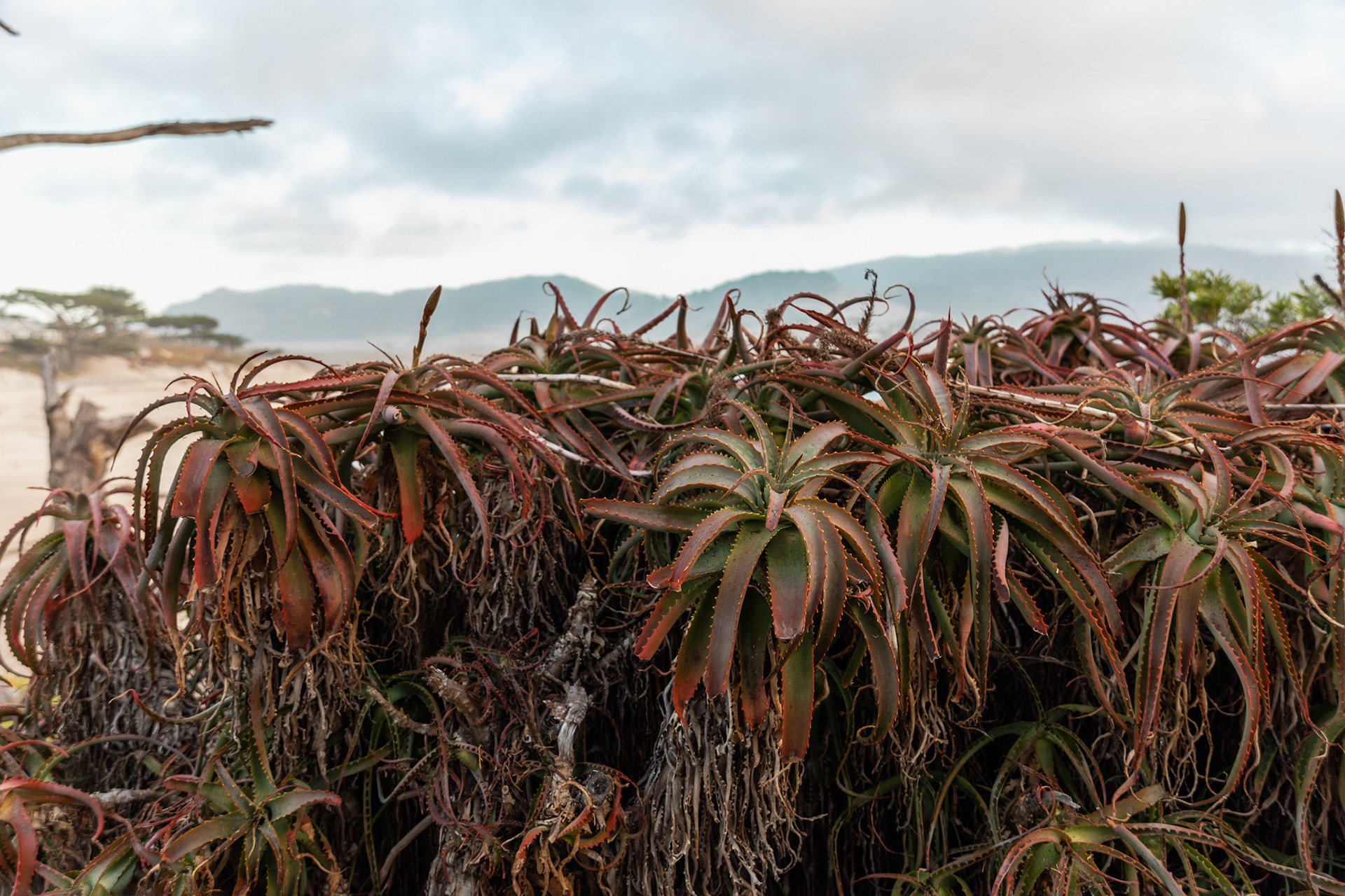 SucculentPlants on a Hillside