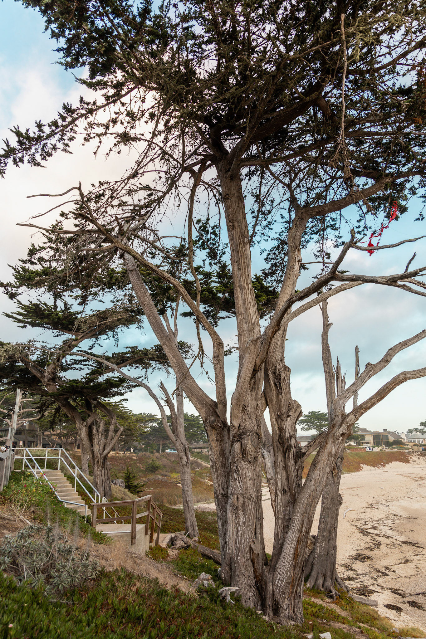 LargeCoastal Tree with Stairs