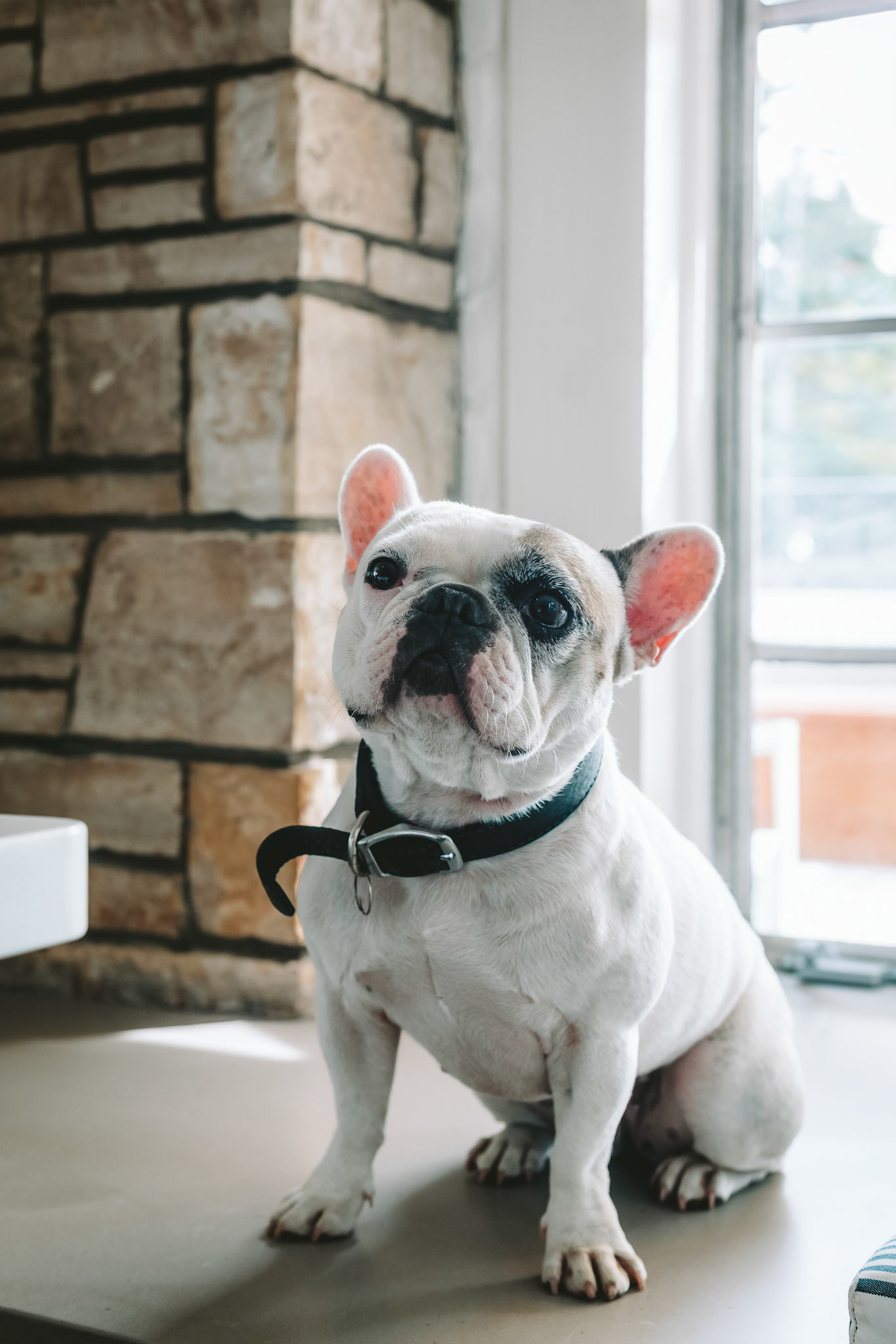FrenchBulldog Sitting indoors 1