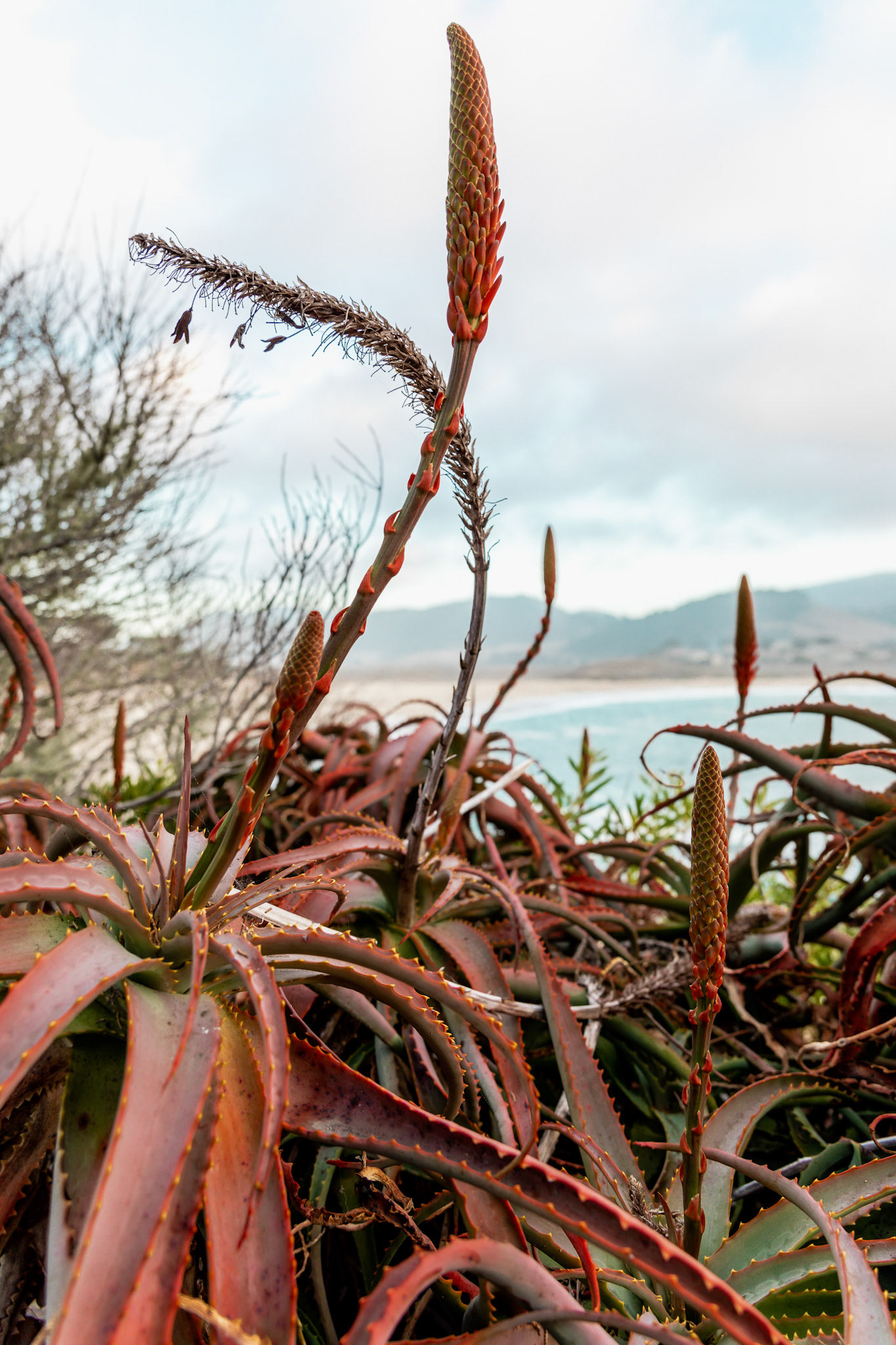 AloeVera Plants with Flower Stalks