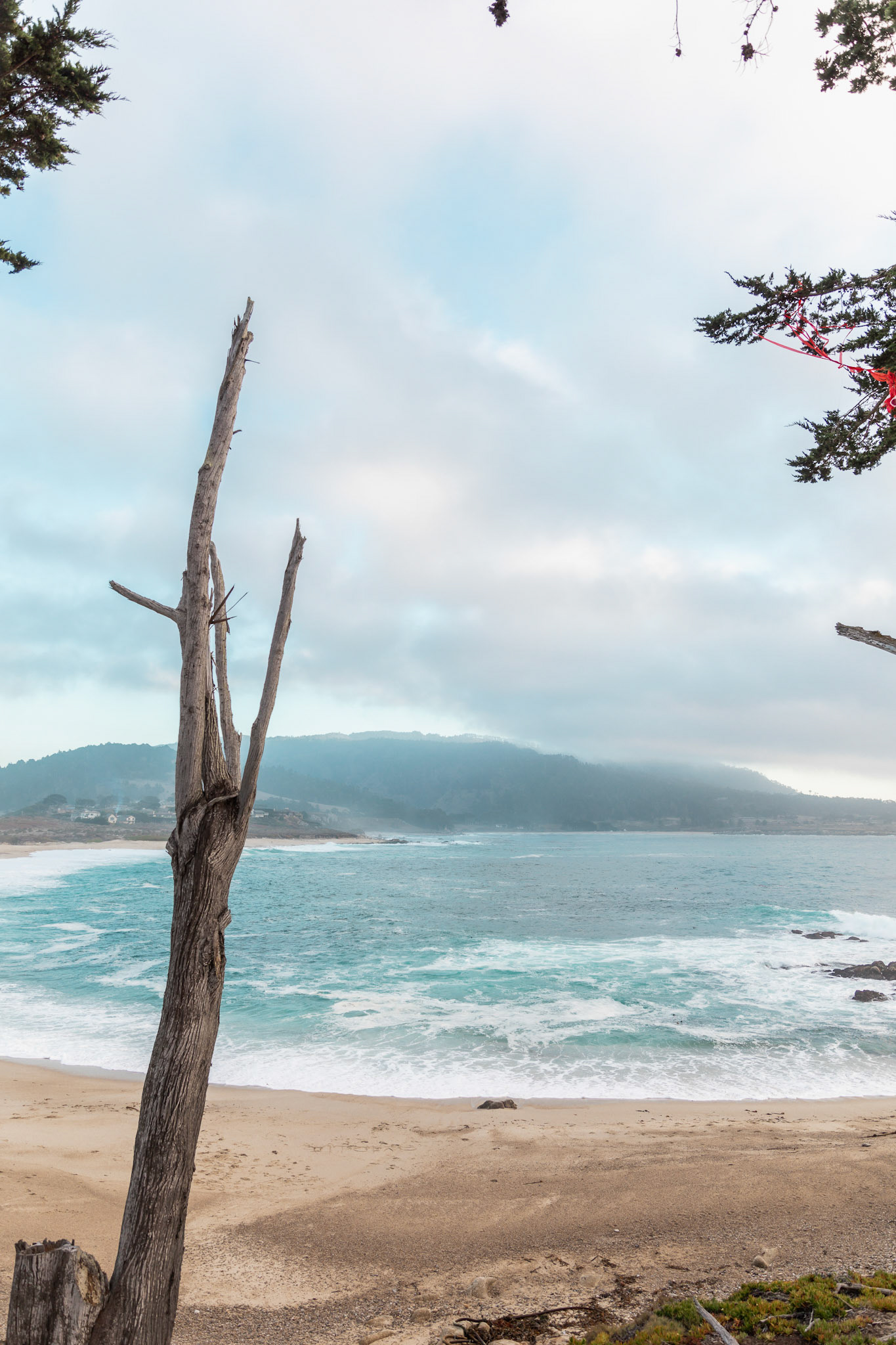Beachwith a Dead Tree