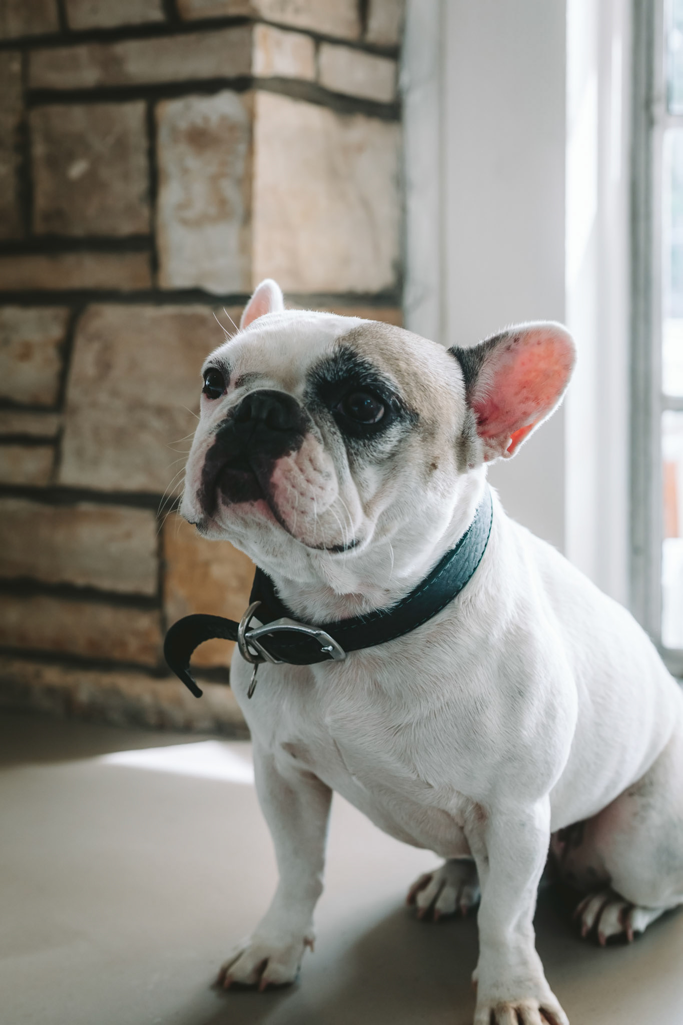 FrenchBulldog Sitting indoors 2