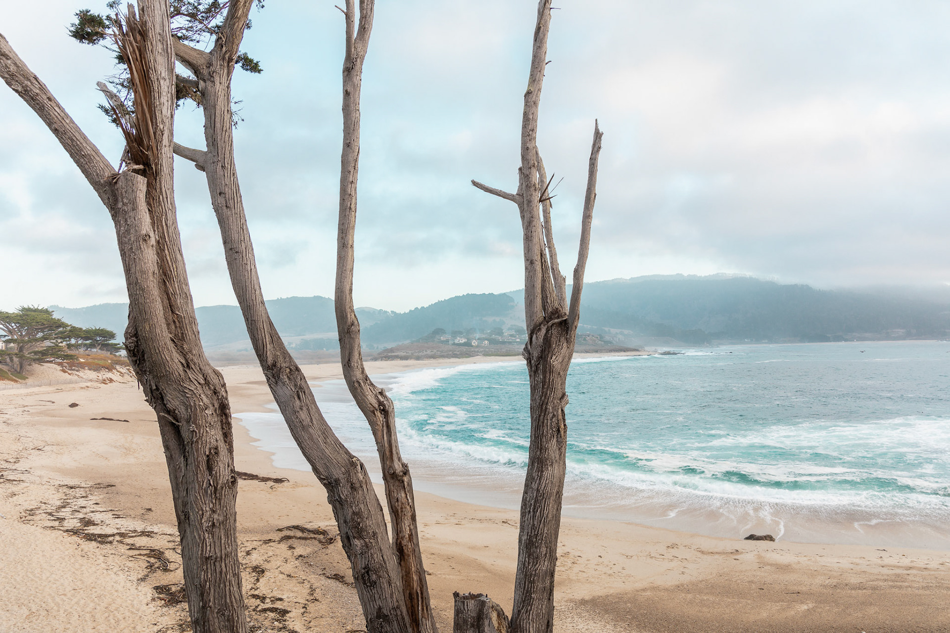 Beachwith Trees &amp; Ocean