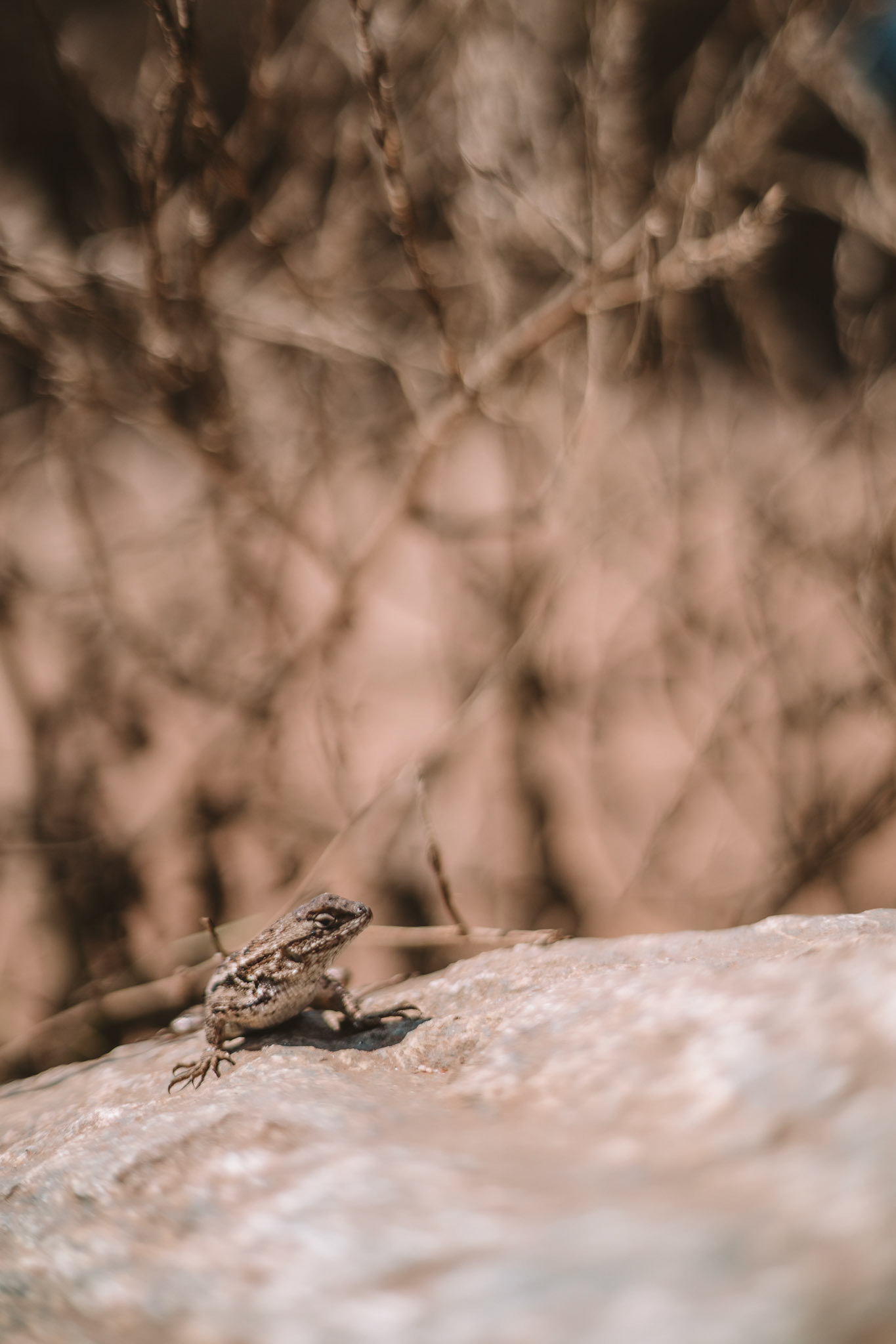 Lizardon Rock in Dry Environment