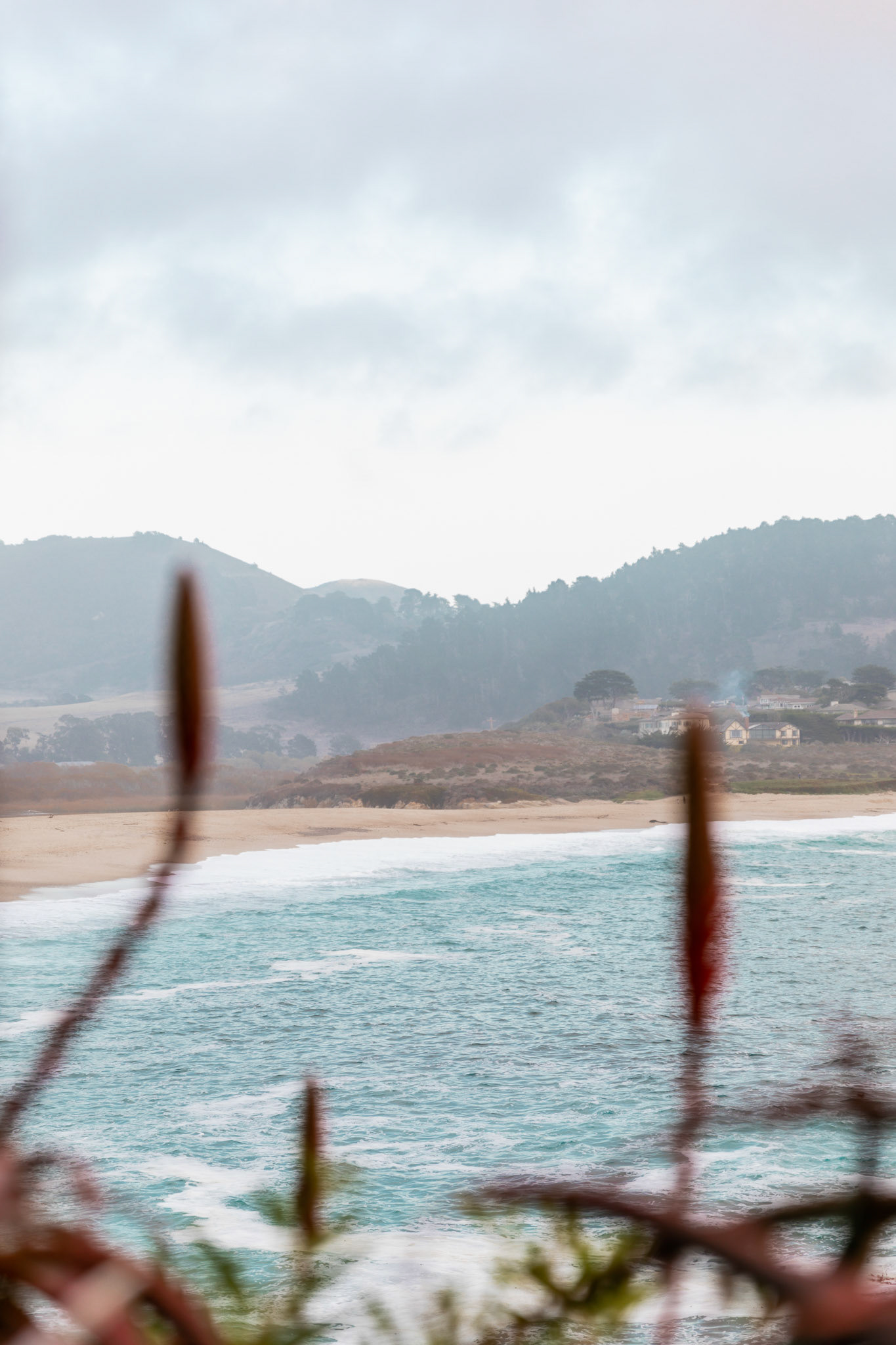 BlurryPlants in Front of Ocean