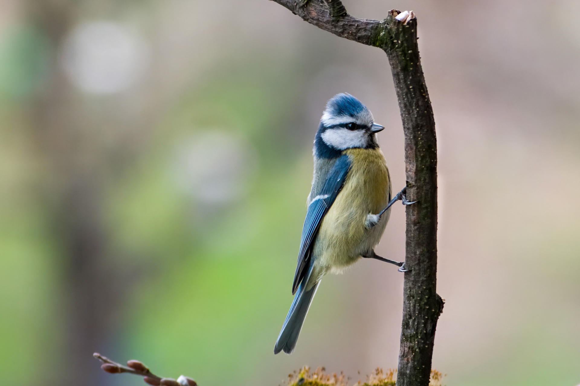 Side view of eurasian blue tit (Cyanistes caeruleus) sitting on the wooden branch with blurry background