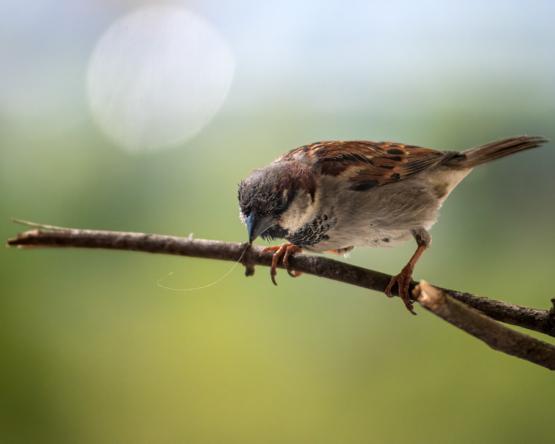 Male sparrow (Passer domesticus) is down from the branch. Tiny hair is sticking out of his mouth. Blurry background.