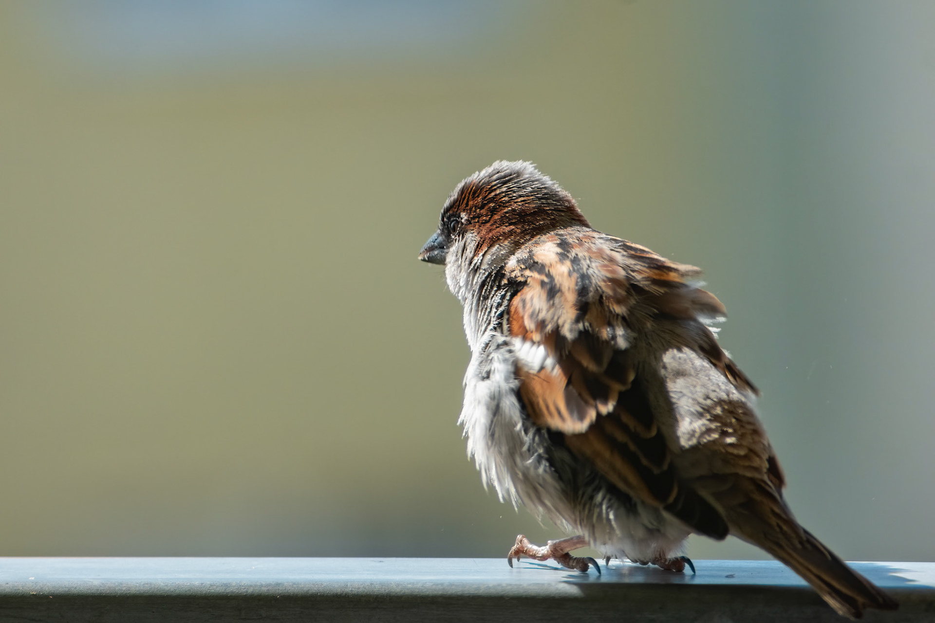 Male house sparrow (Passer domesticus) with puffed up feather is sitting on the balcony railing, watching over the neighborhood.