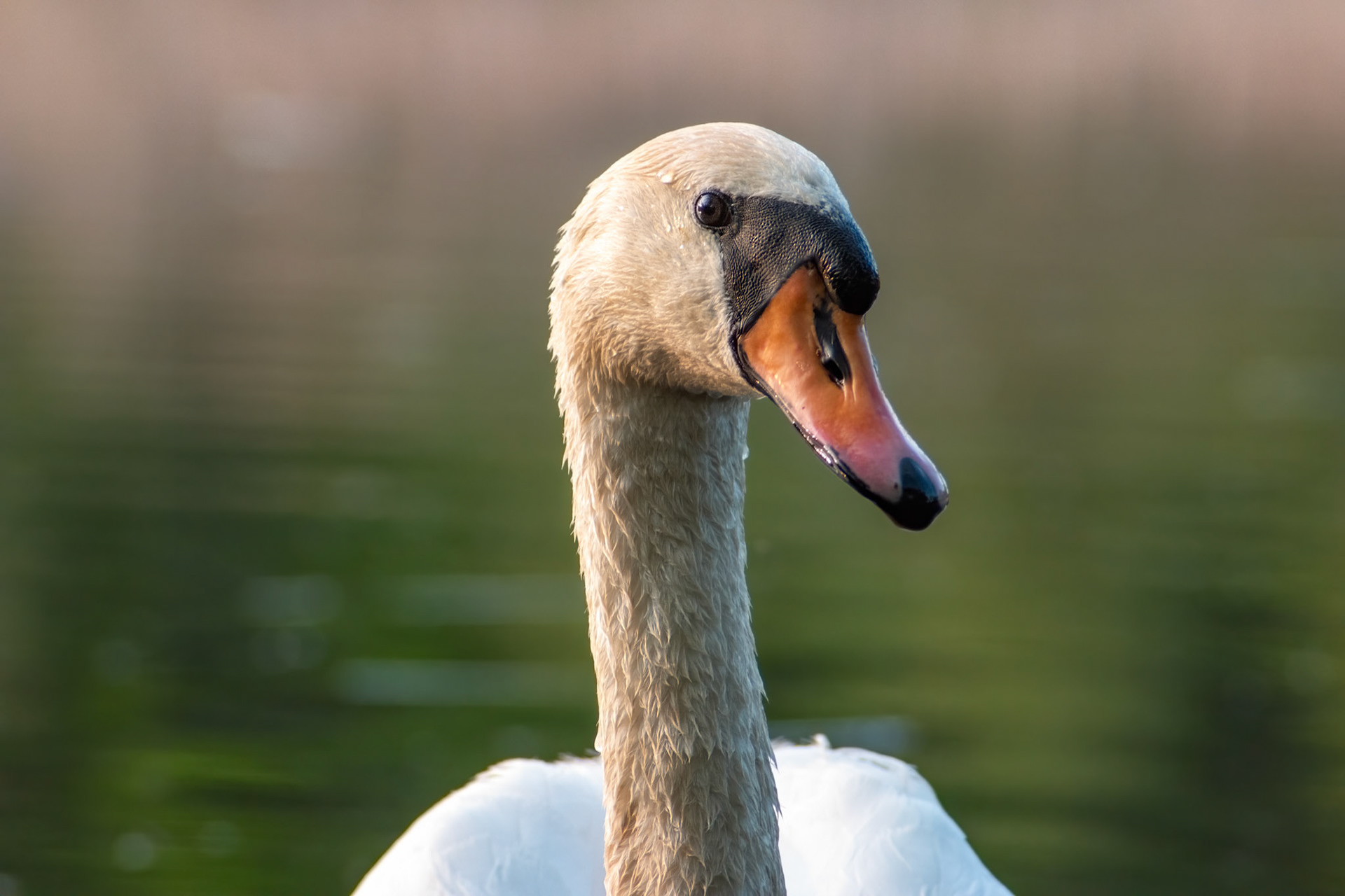 Adult mute swan (Cygnus olor) portrait shoot, looking from profile to the camera. Blurred background