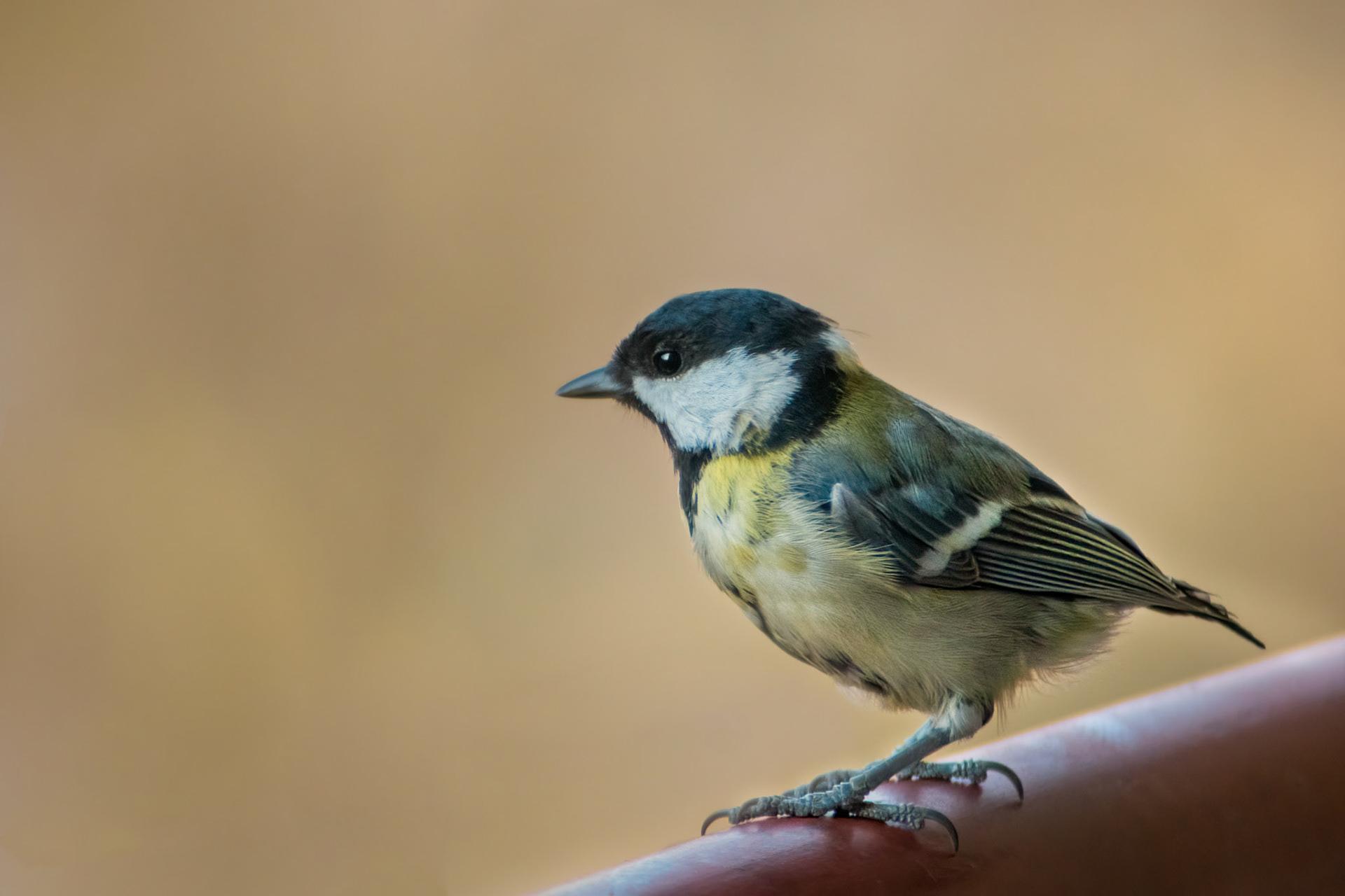 Juvenal great tit (Parus major) with ruffled feathers looks small and fragile sitting on the balcony railing. Left profile of the bird, watching over neighborhood. Blurred background.