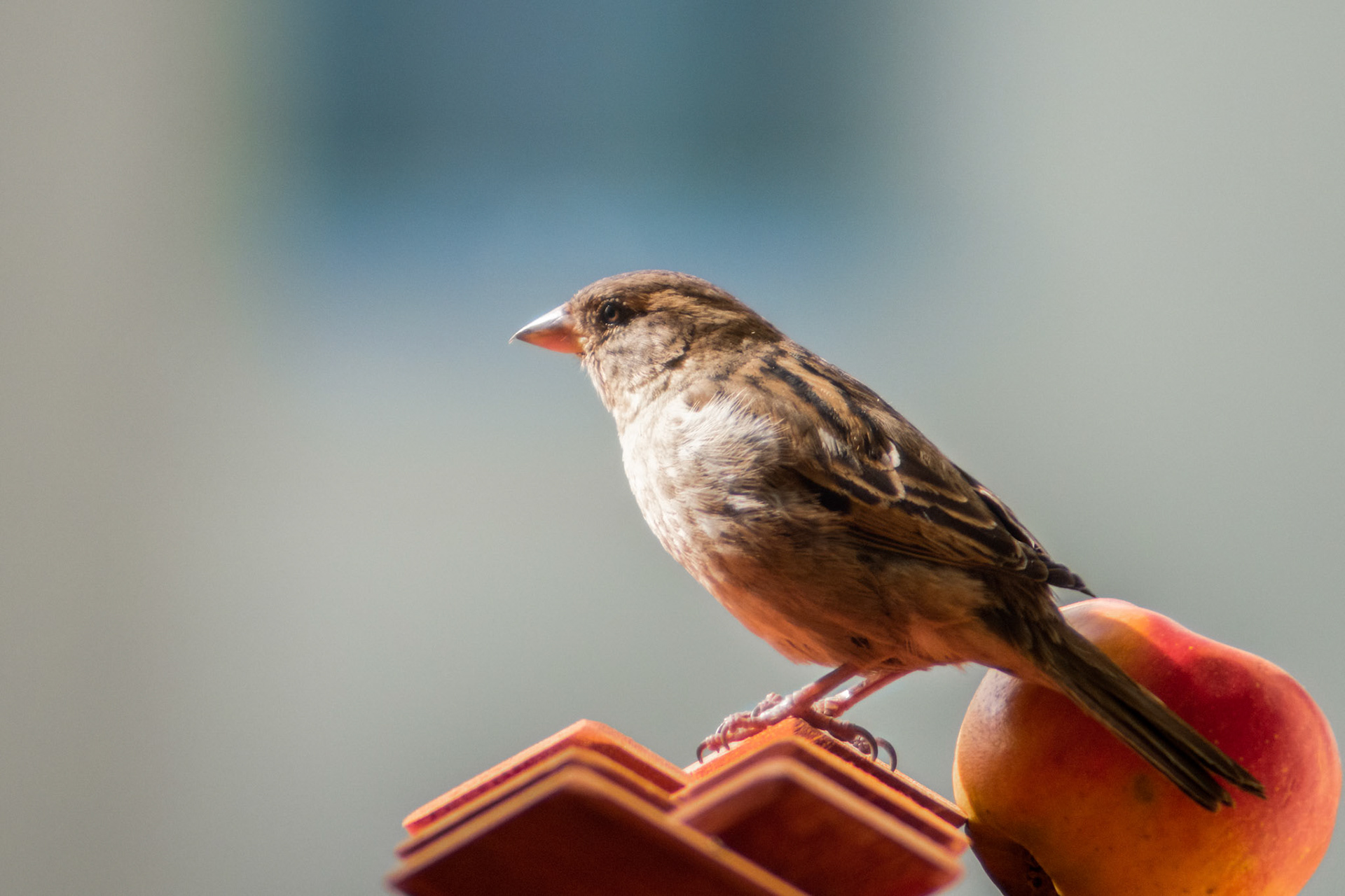 Female house sparrow (Passer domesticus) sitting on the to of the wooden feeder house, with an apple behind it and blurred background