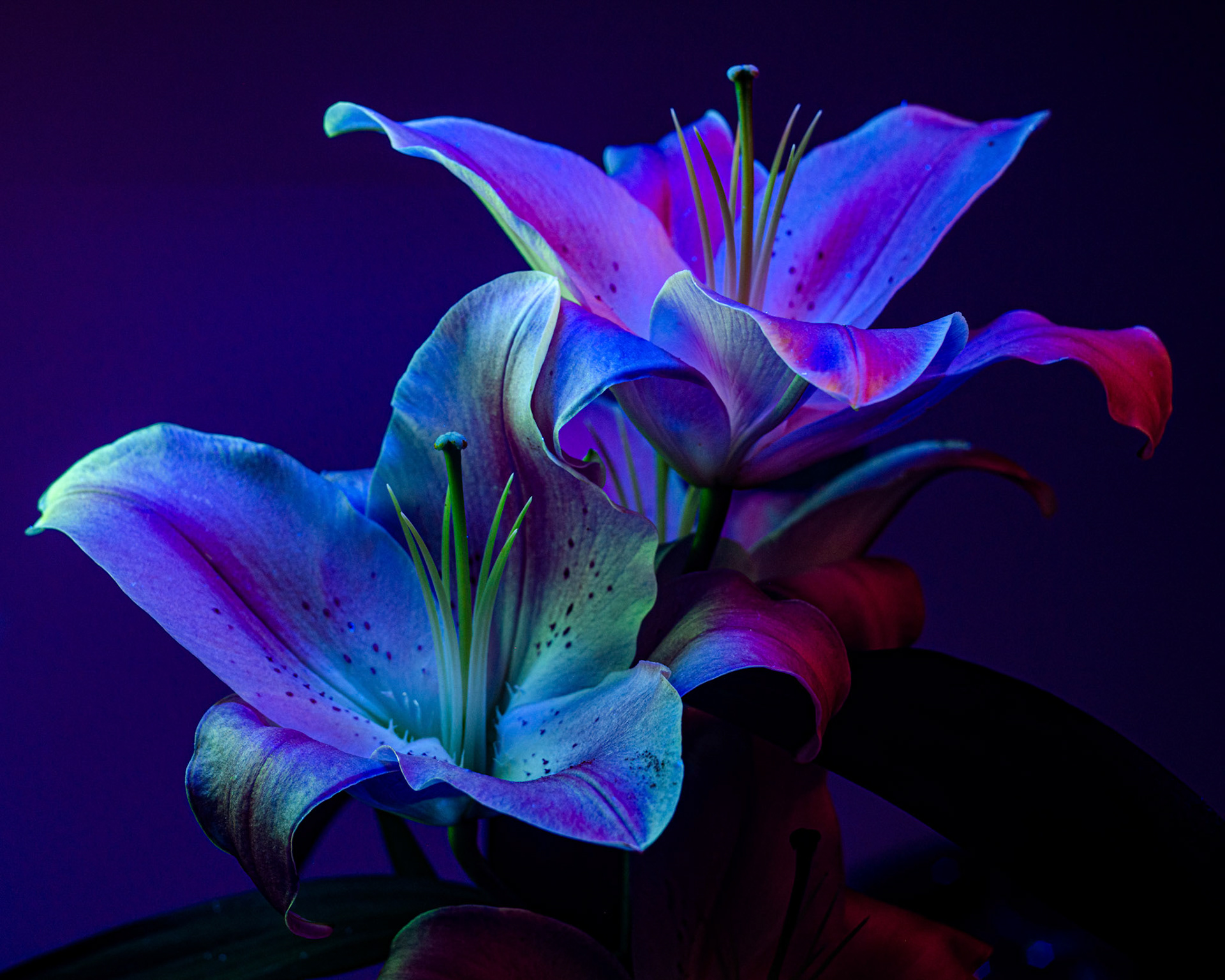 Composition of two white Lilium flowers illuminated by black light sources (UV light)