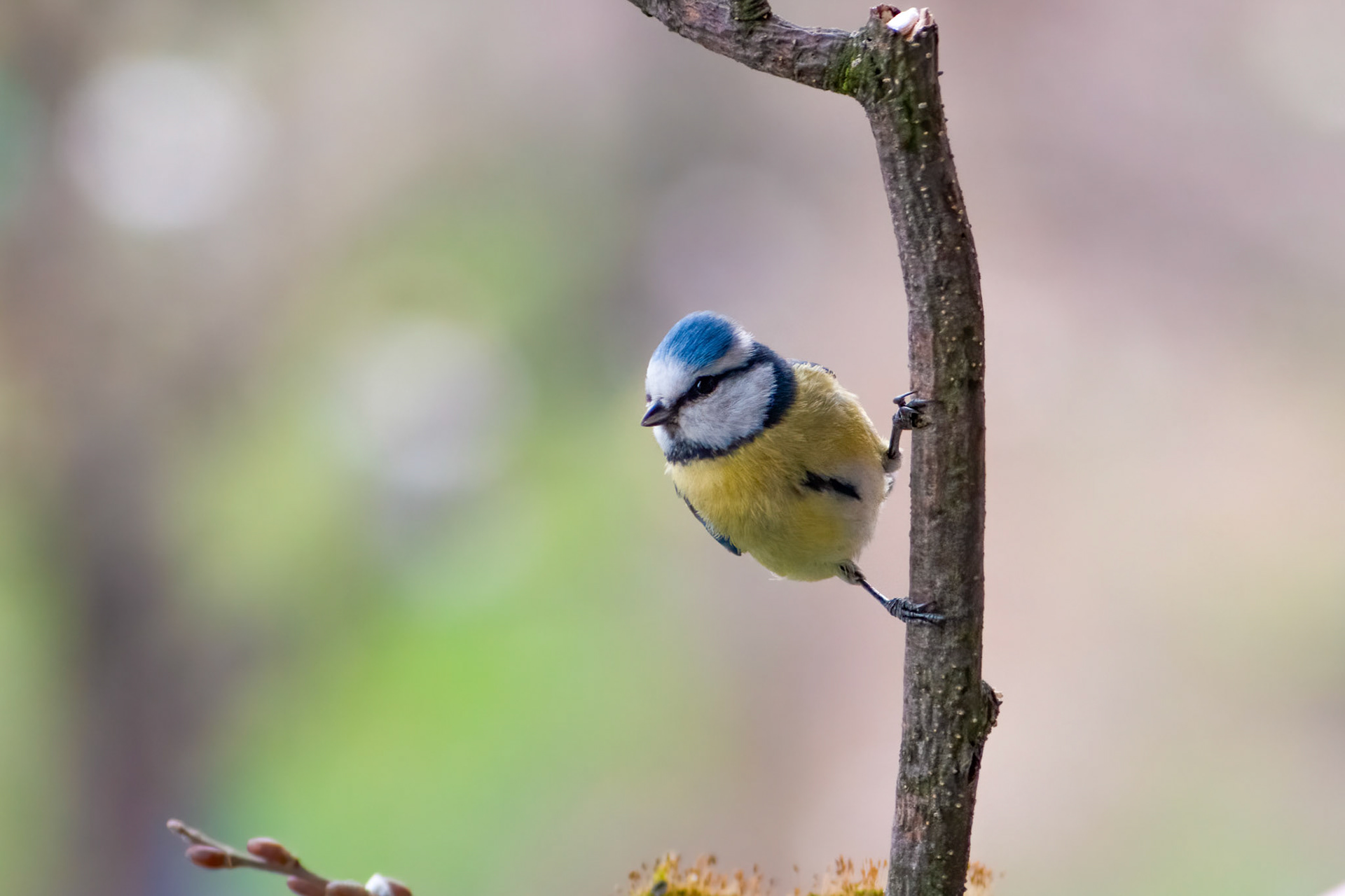 Front view of eurasian blue tit (Cyanistes caeruleus) sitting on the wooden branch with blurry background