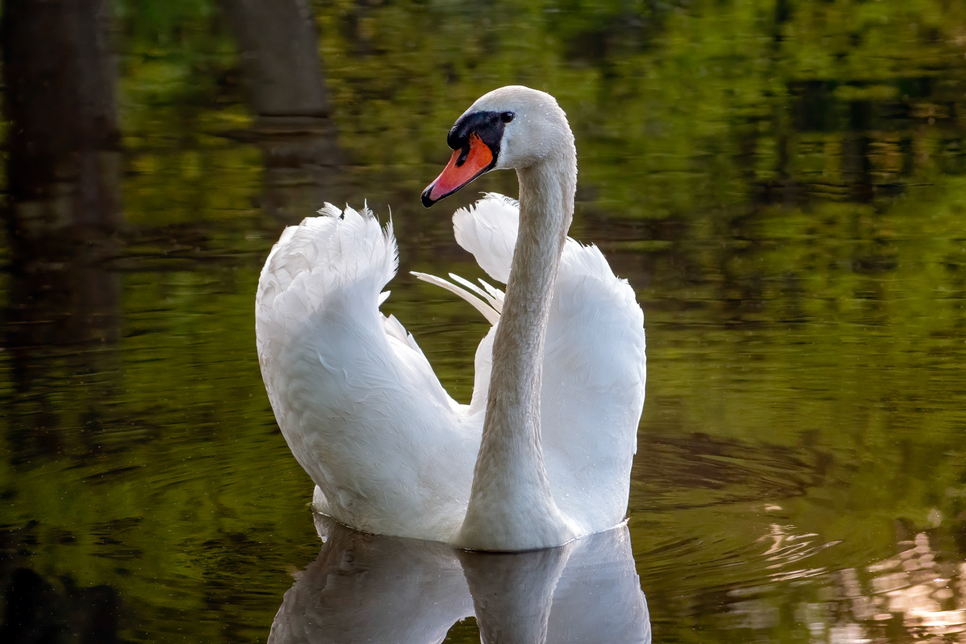 Adult mute swan (Cygnus olor) covered in water droplets swims on forest lake during golden hour. green natural background