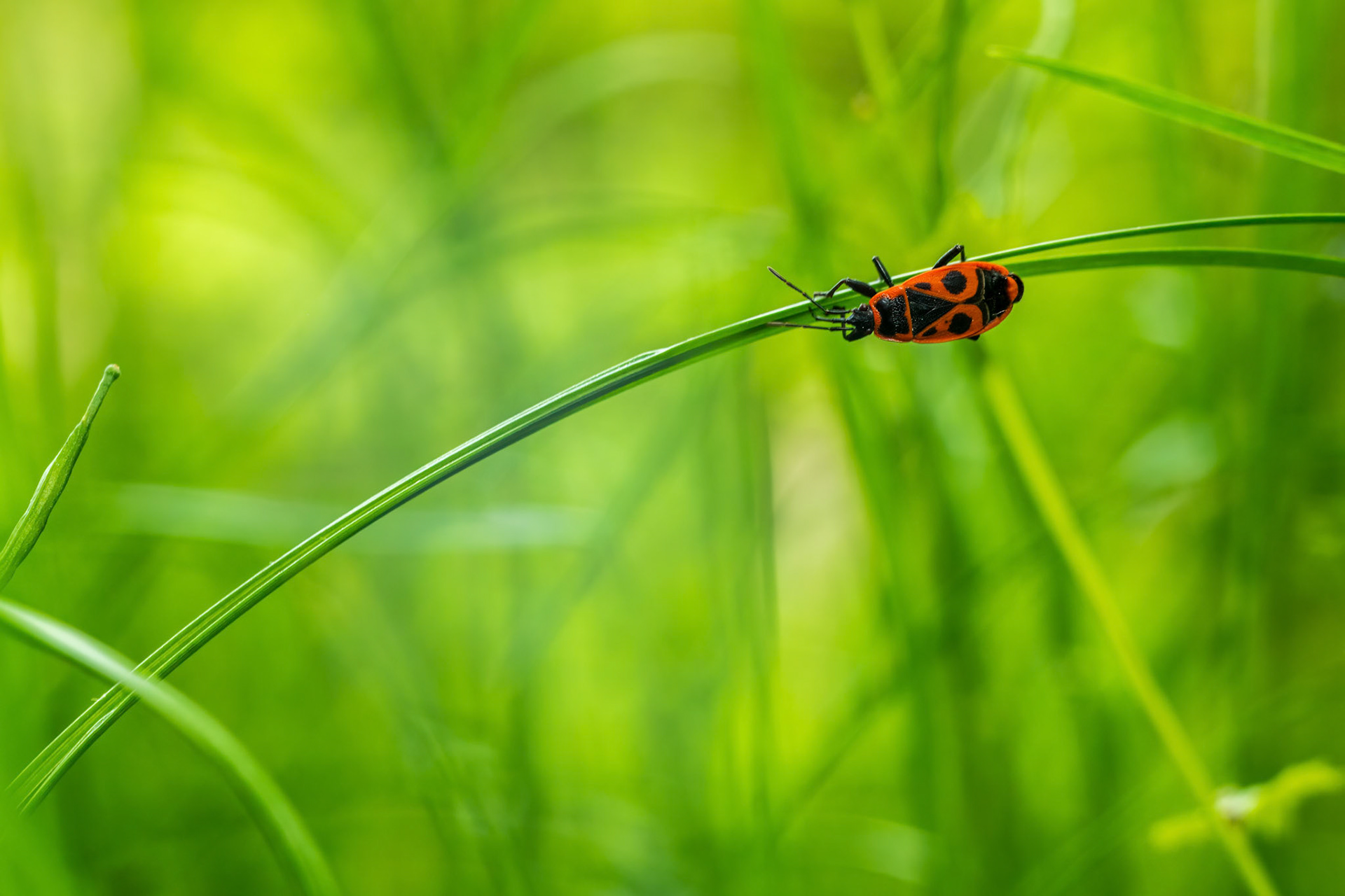 Single firebug (Pyrrhocoris apterus) clinging to blades of grass with green blurred background