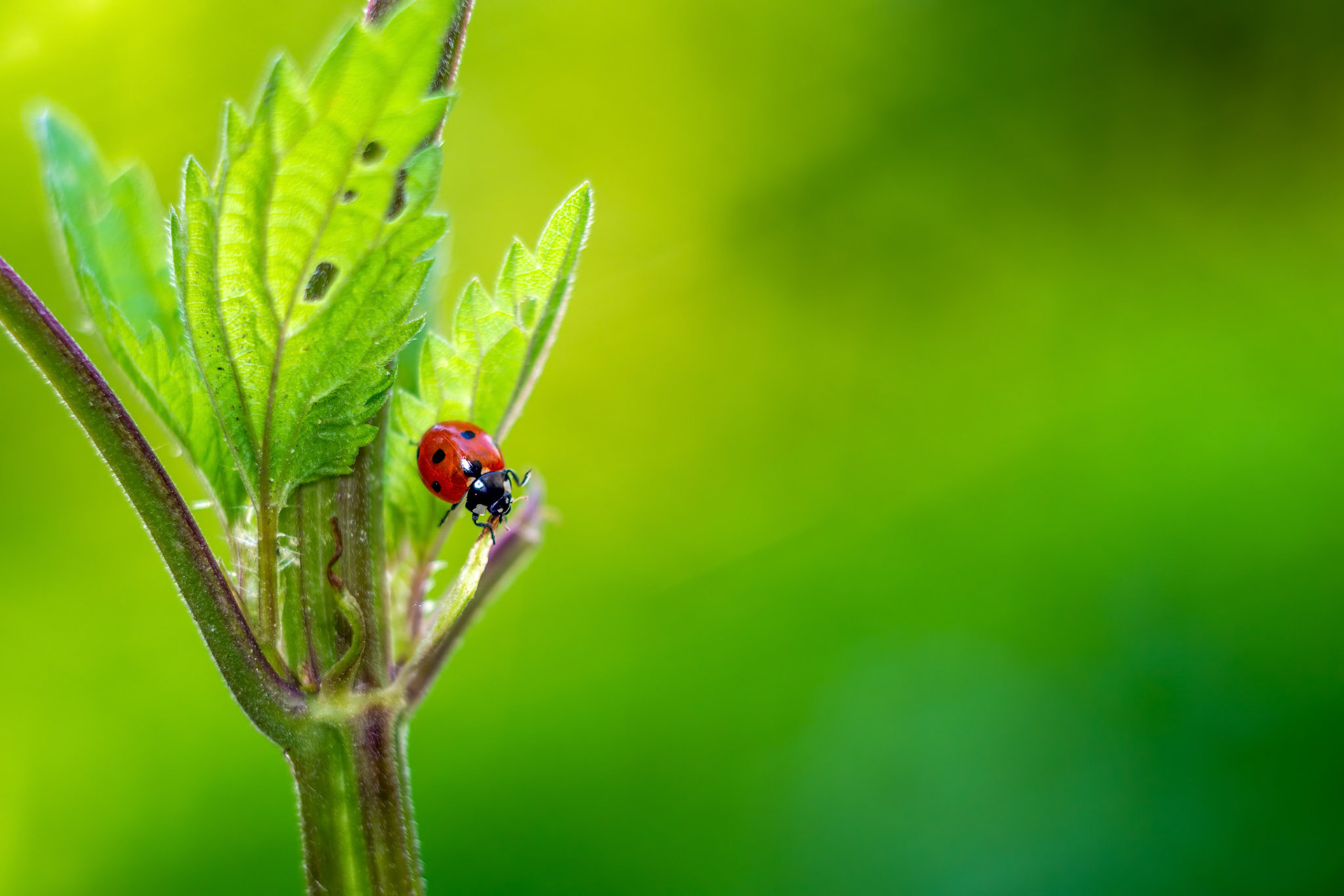 Ladybug resting on the leafs of the nettle. Blurred green background.