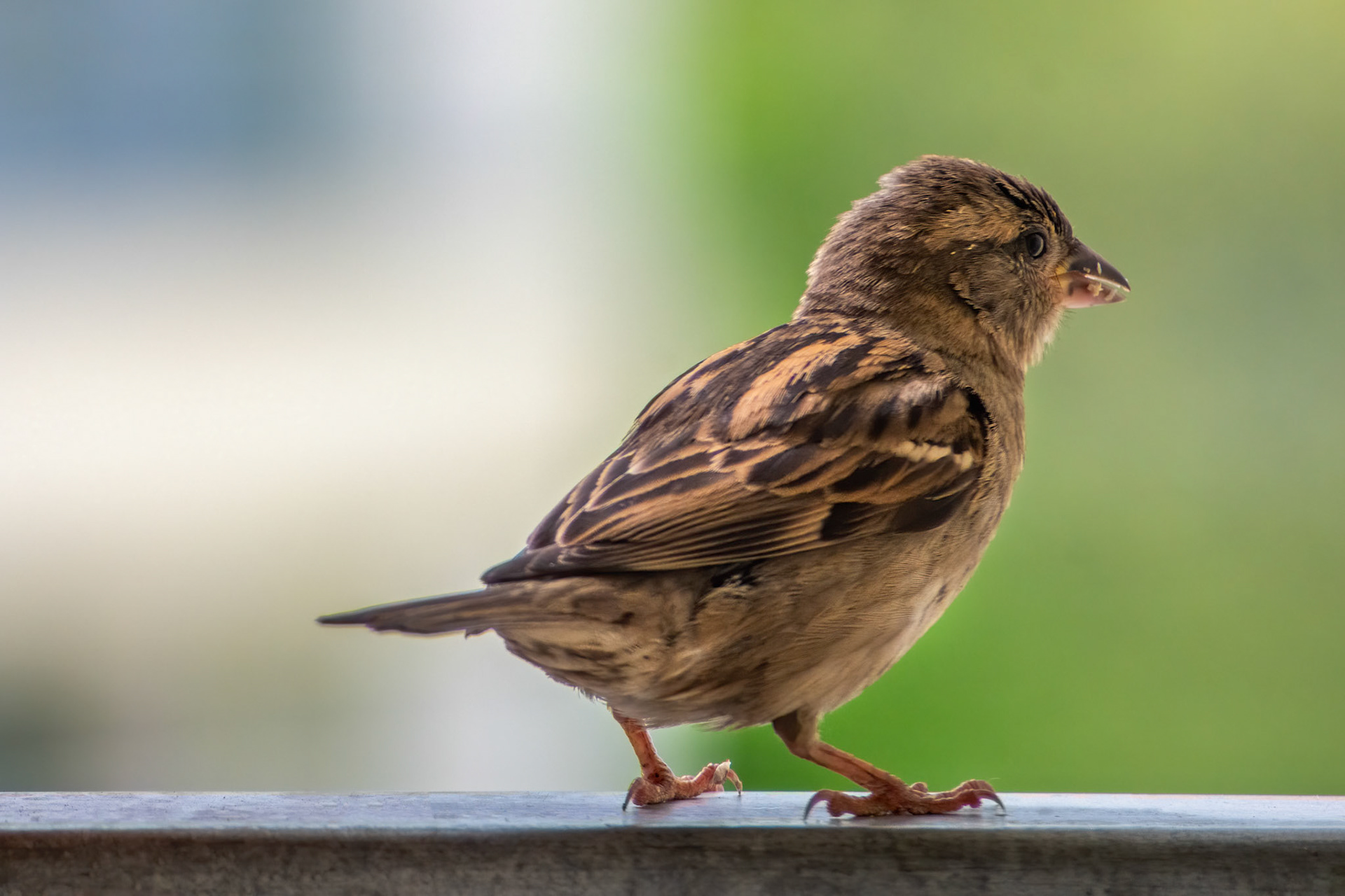 Juvenal female house sparrow (Passer domesticus) with puffed up feather is sitting on the balcony railing, watching over the neighborhood.