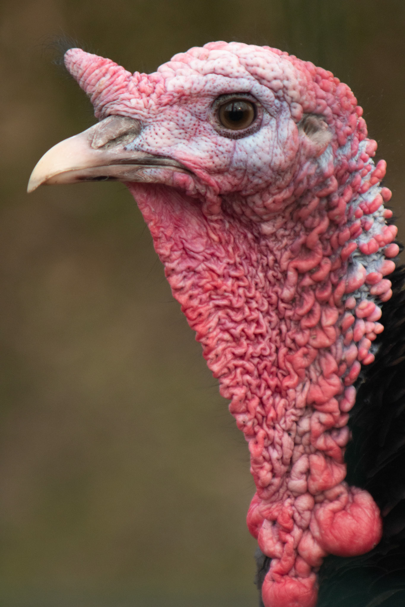 Close portrait of domestic turkey face, showing short snod and small wattle under the beak. This turkey has really detailed carancules.