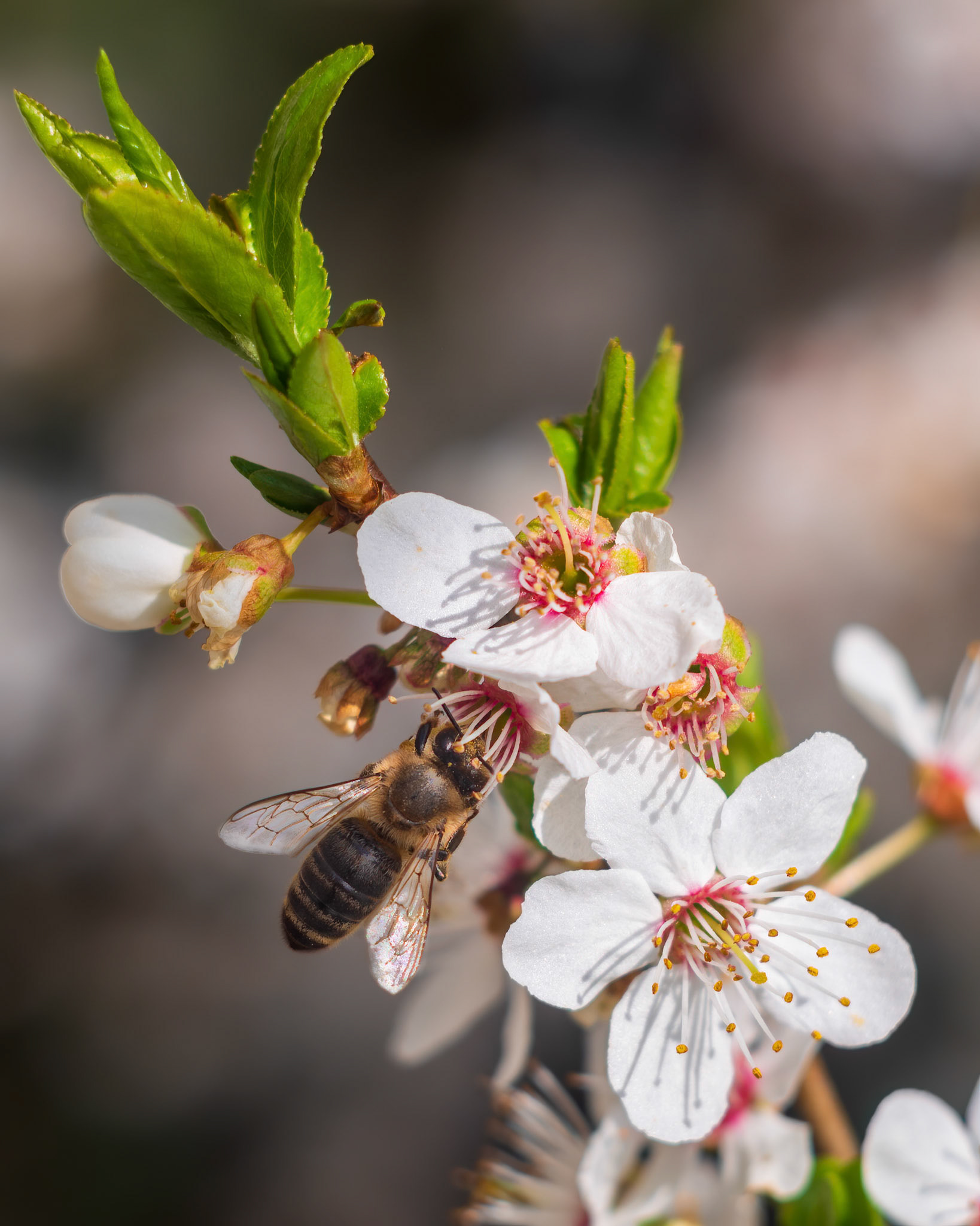 European honey bee (Apis mellifera) collecting pollen from blooming flowers of hawthorn (Crataegus)