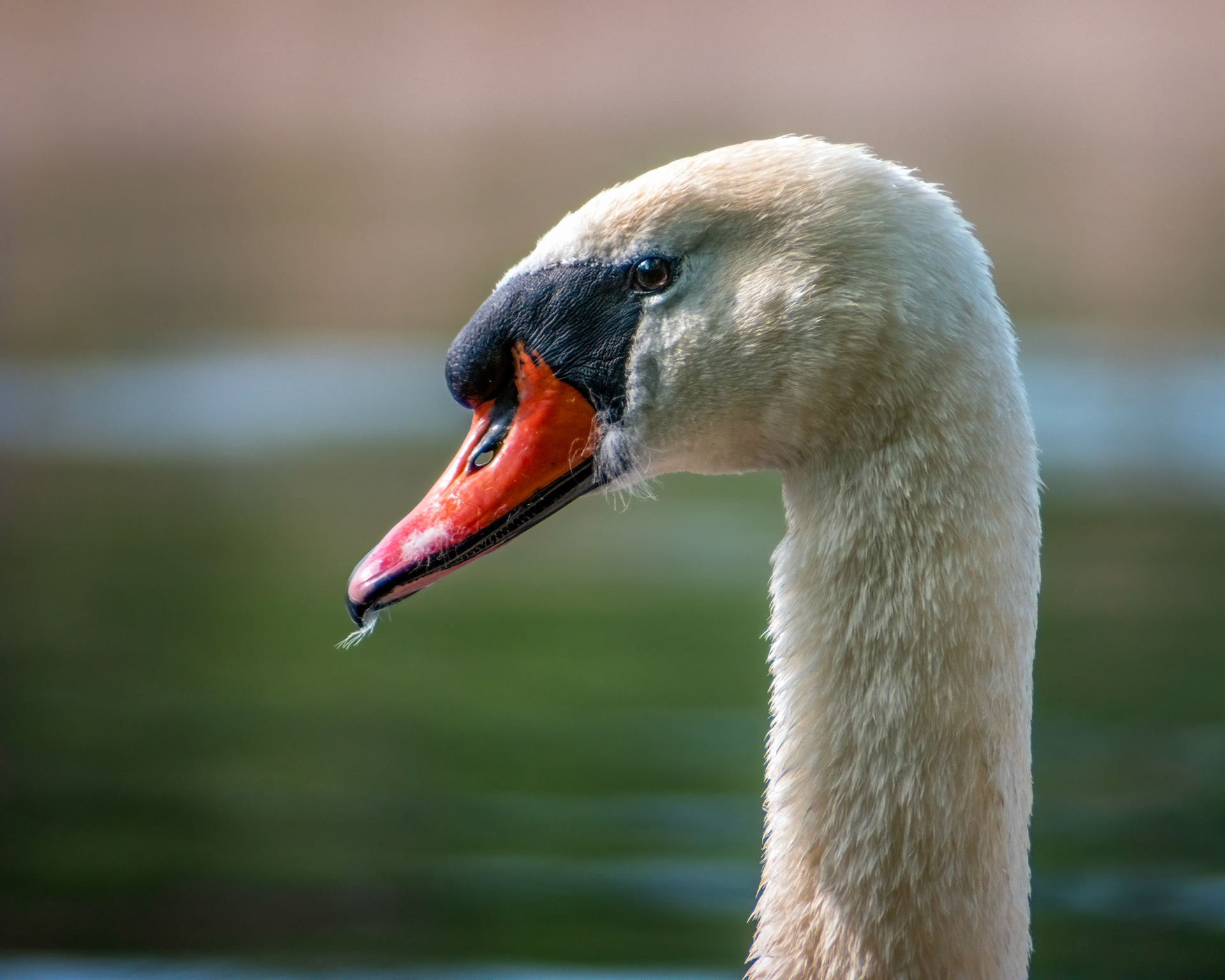 Adult mute swan (Cygnus olor) profile with visible beak details and feathers. Blurred background.