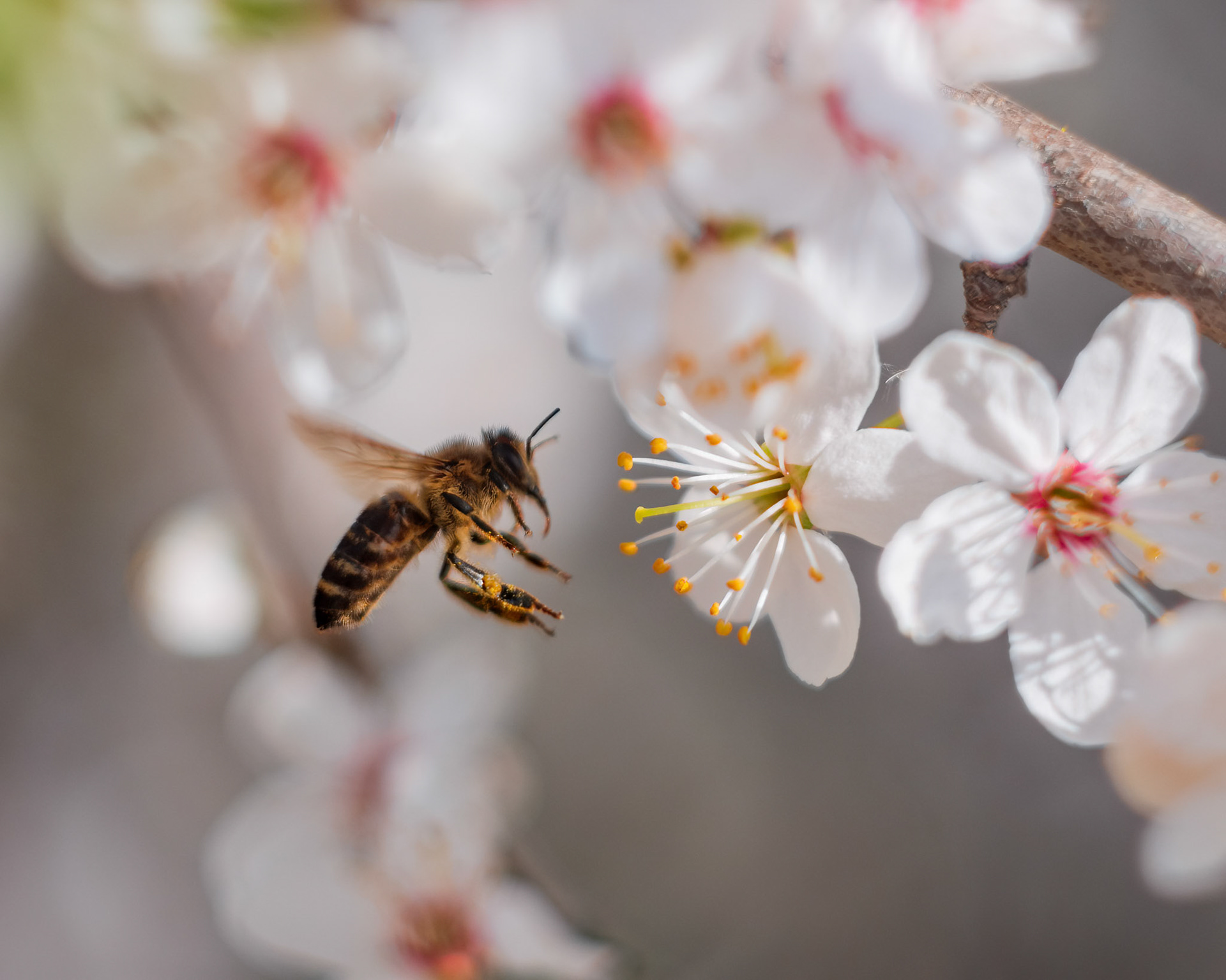 European honey bee (Apis mellifera) landing on blooming flowers of hawthorn (Crataegus)