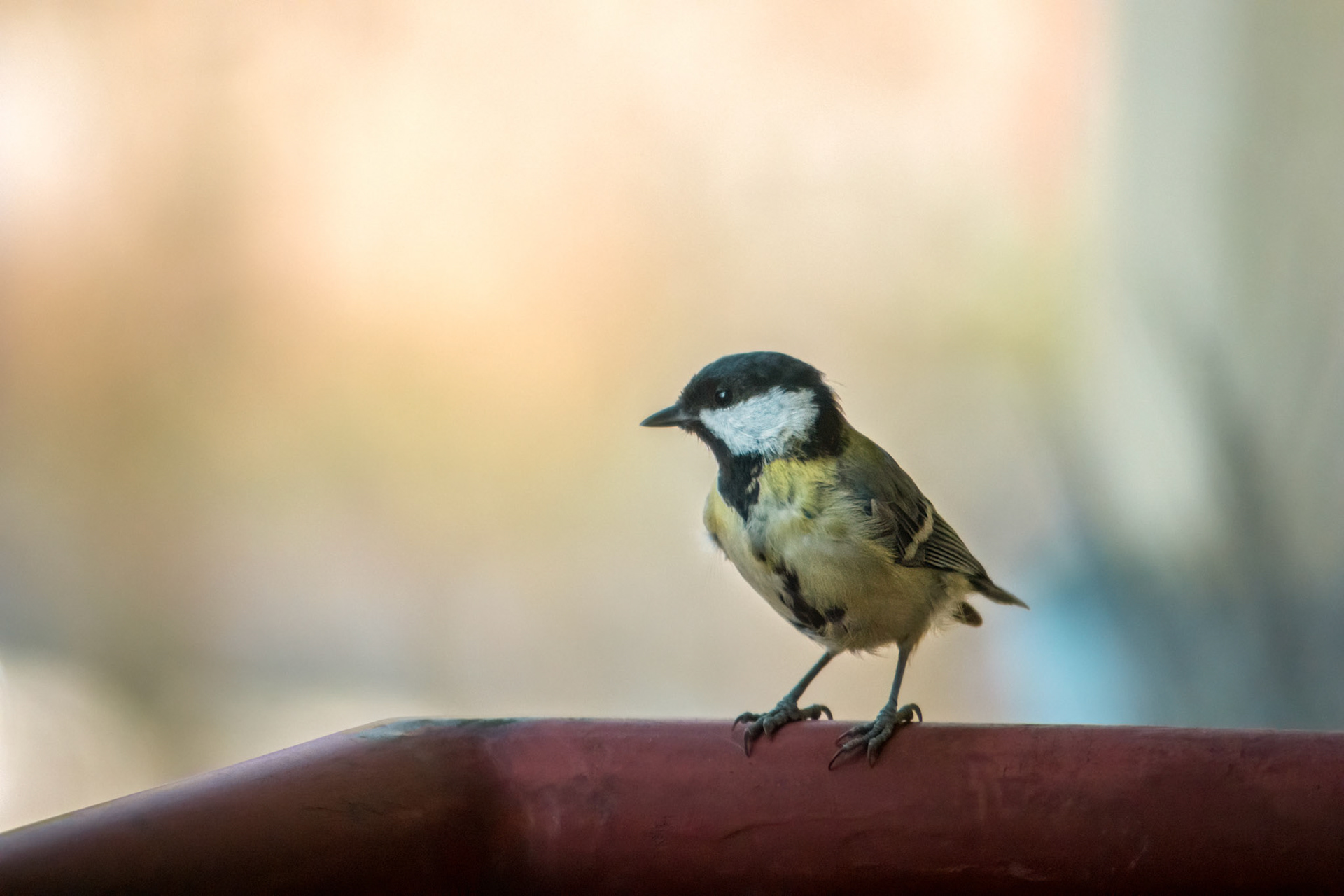 Juvenal great tit (Parus major) with ruffled feathers looks small and fragile sitting on the balcony railing. Blurred background.