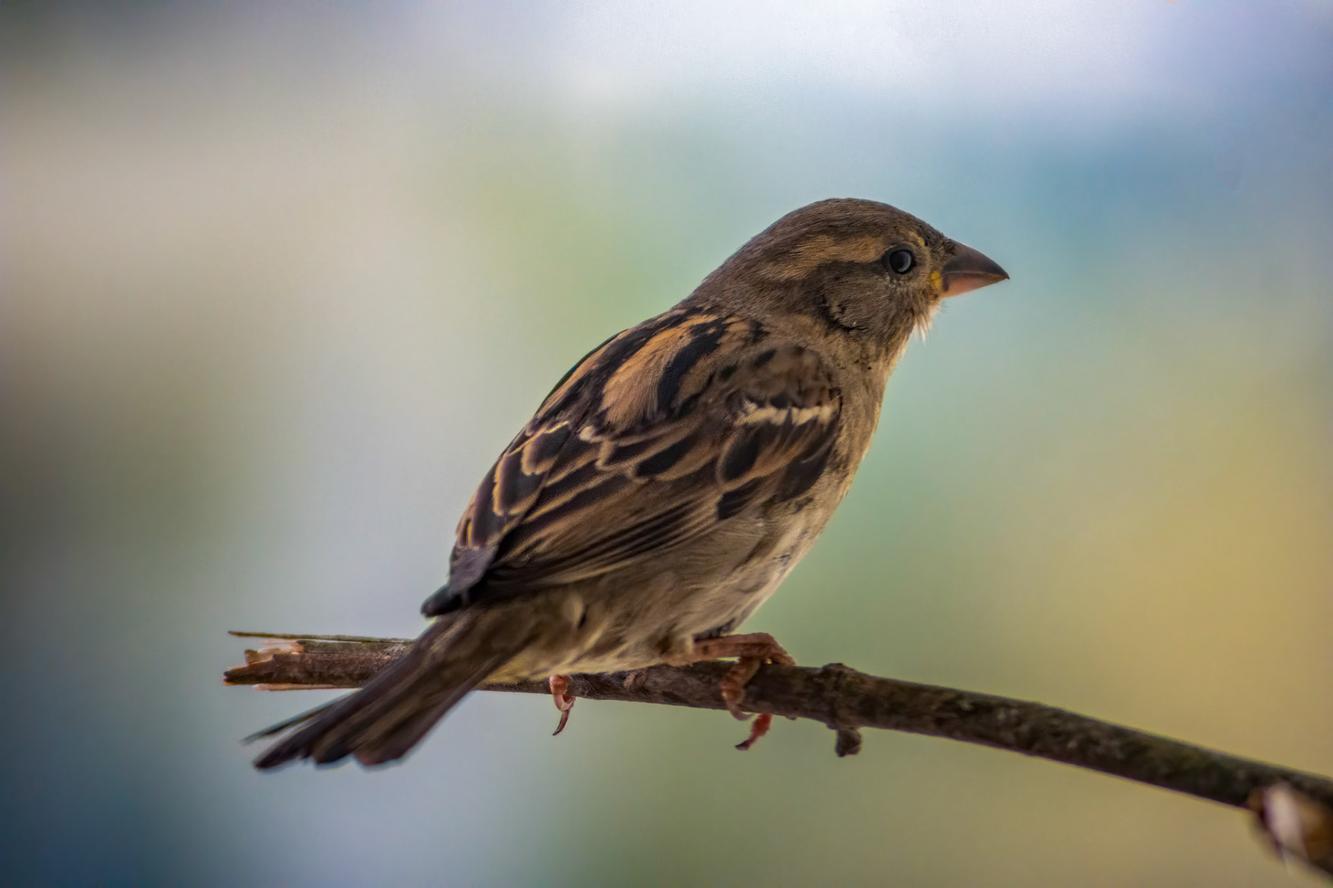 Slim adult female sparrow (Passer domesticus) is resting on the branch. Blurry background.a