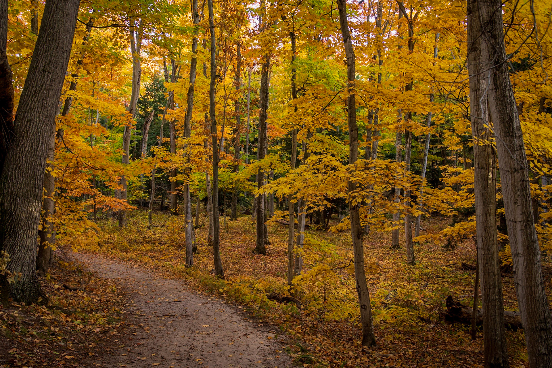 We are all just walking each other home. ~ Ram Dass
