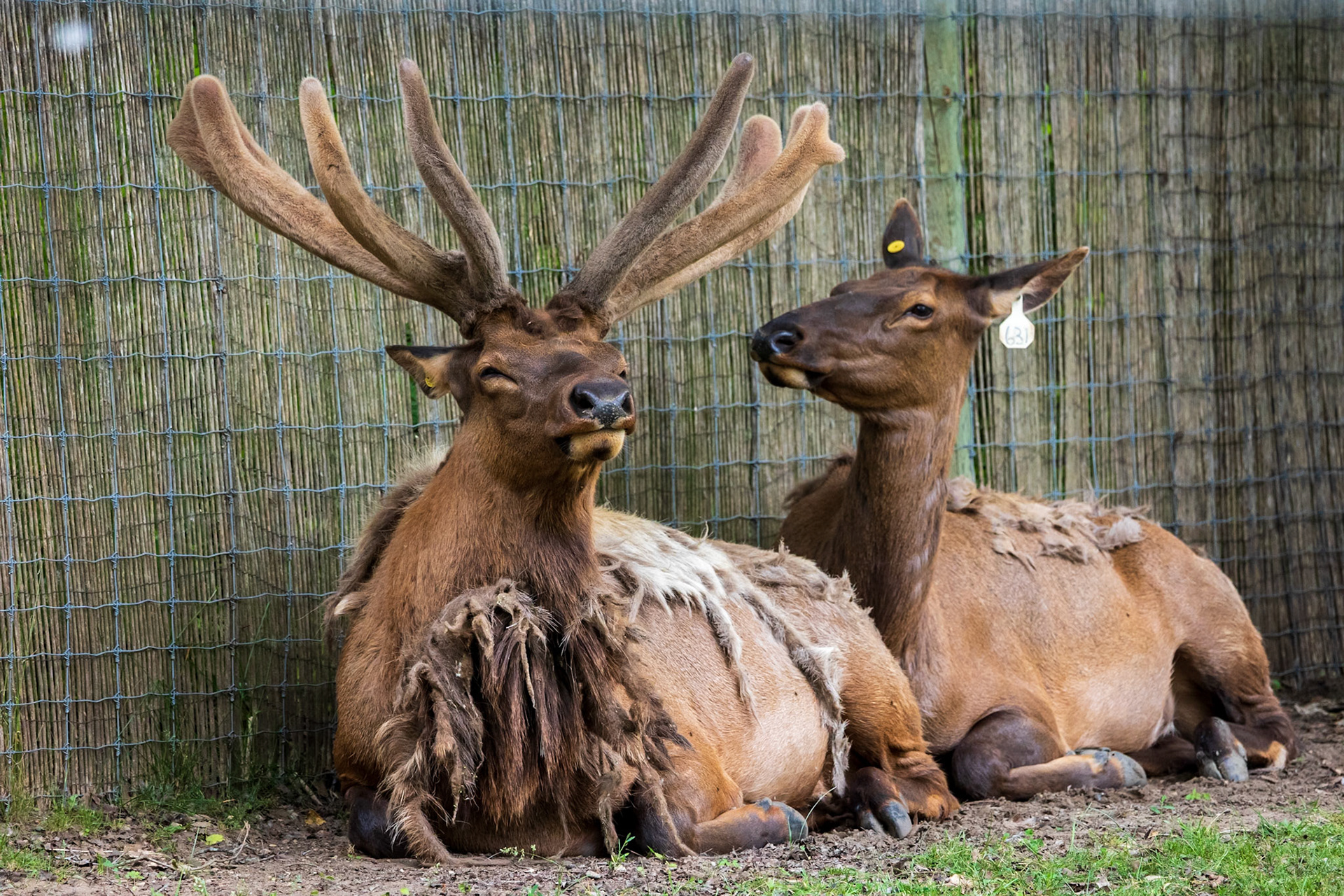 Elk