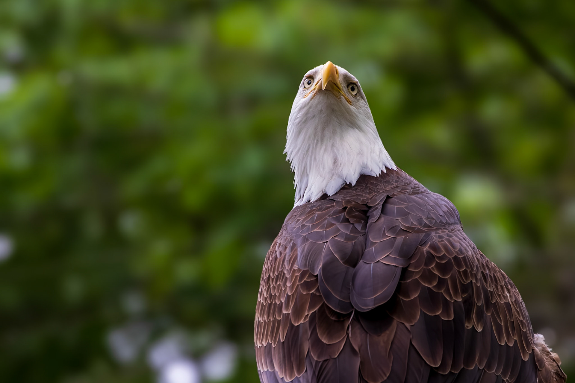 Hal is unable to fly long distances.