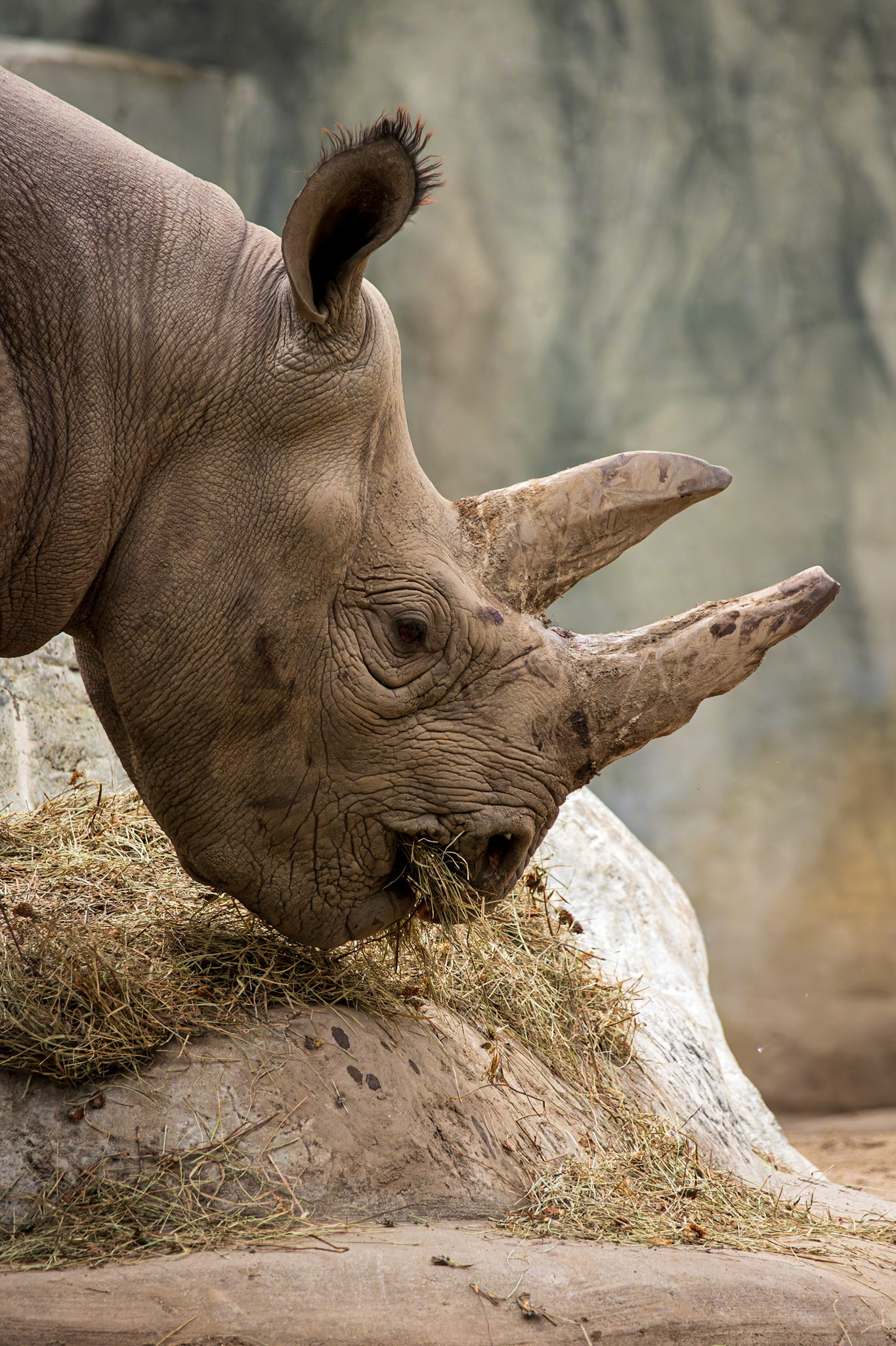 Black rhinos are browsers which means they eat twigs, branches, leaves and shrubs. They use their lips to pluck leaves and fruit from the branches.