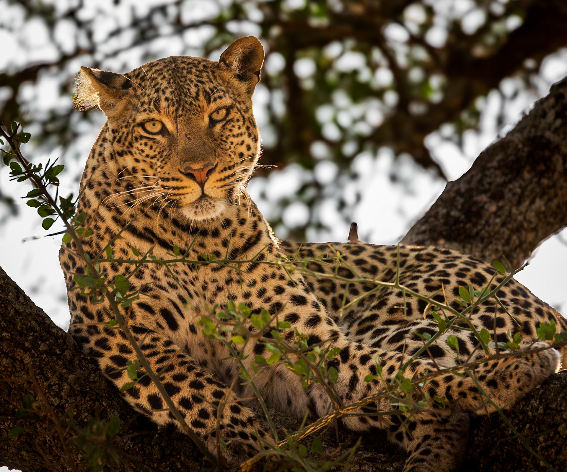 Leopard
