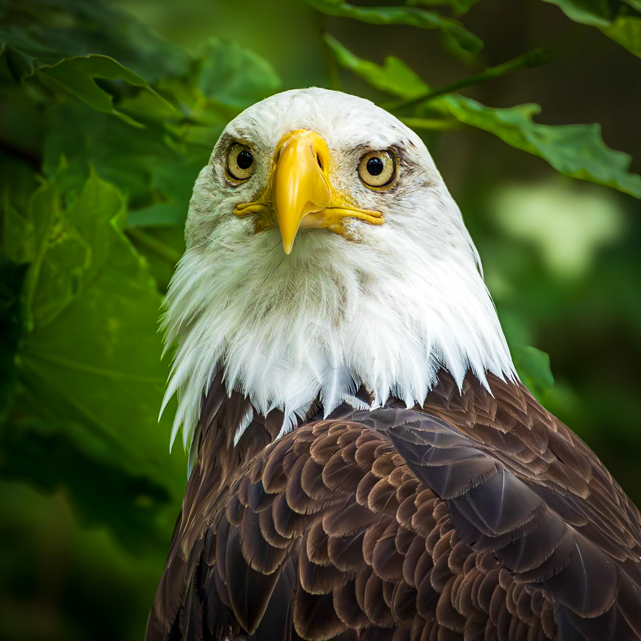 Luca the eagle wonding what I'm doing.