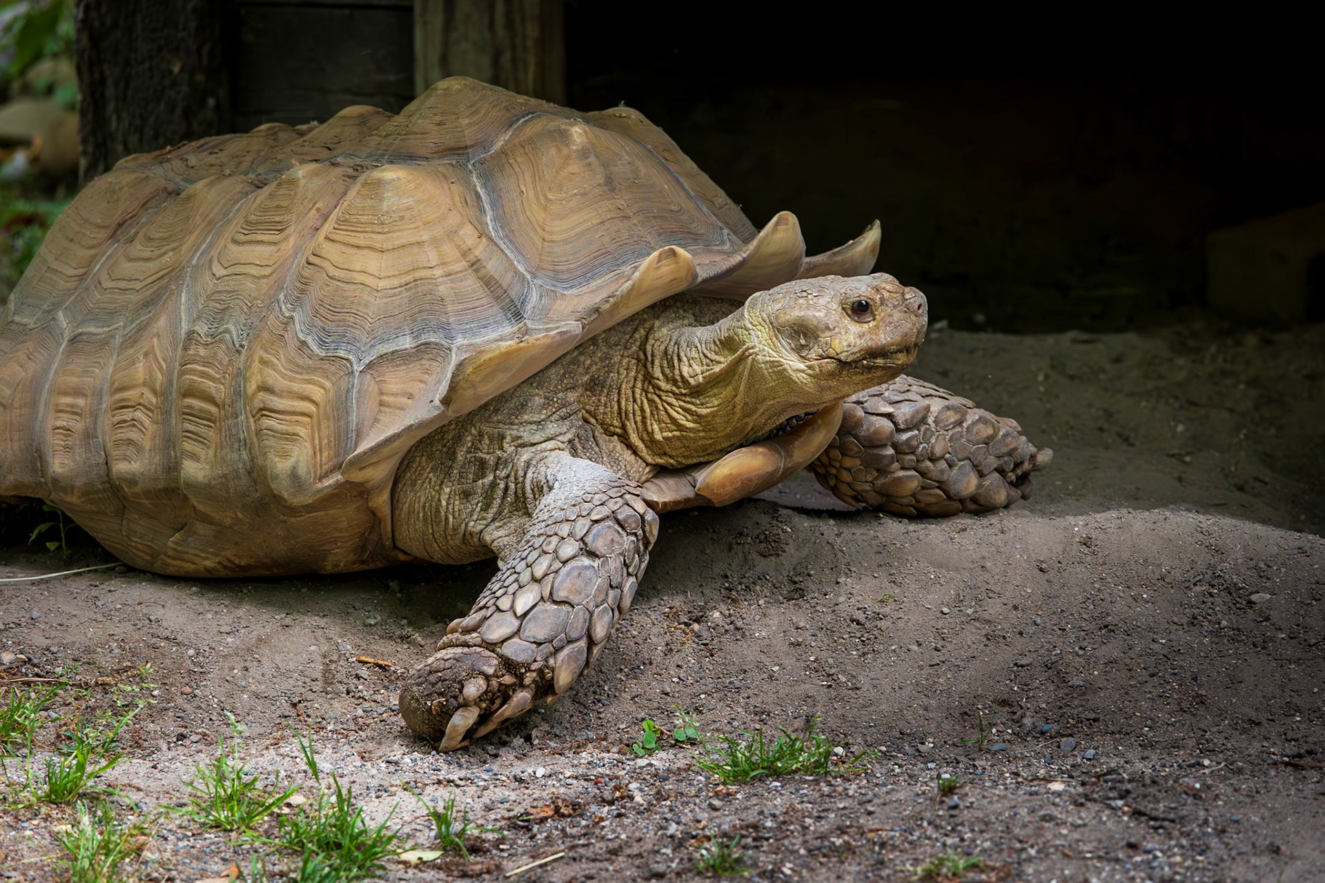 African spurred tortoise