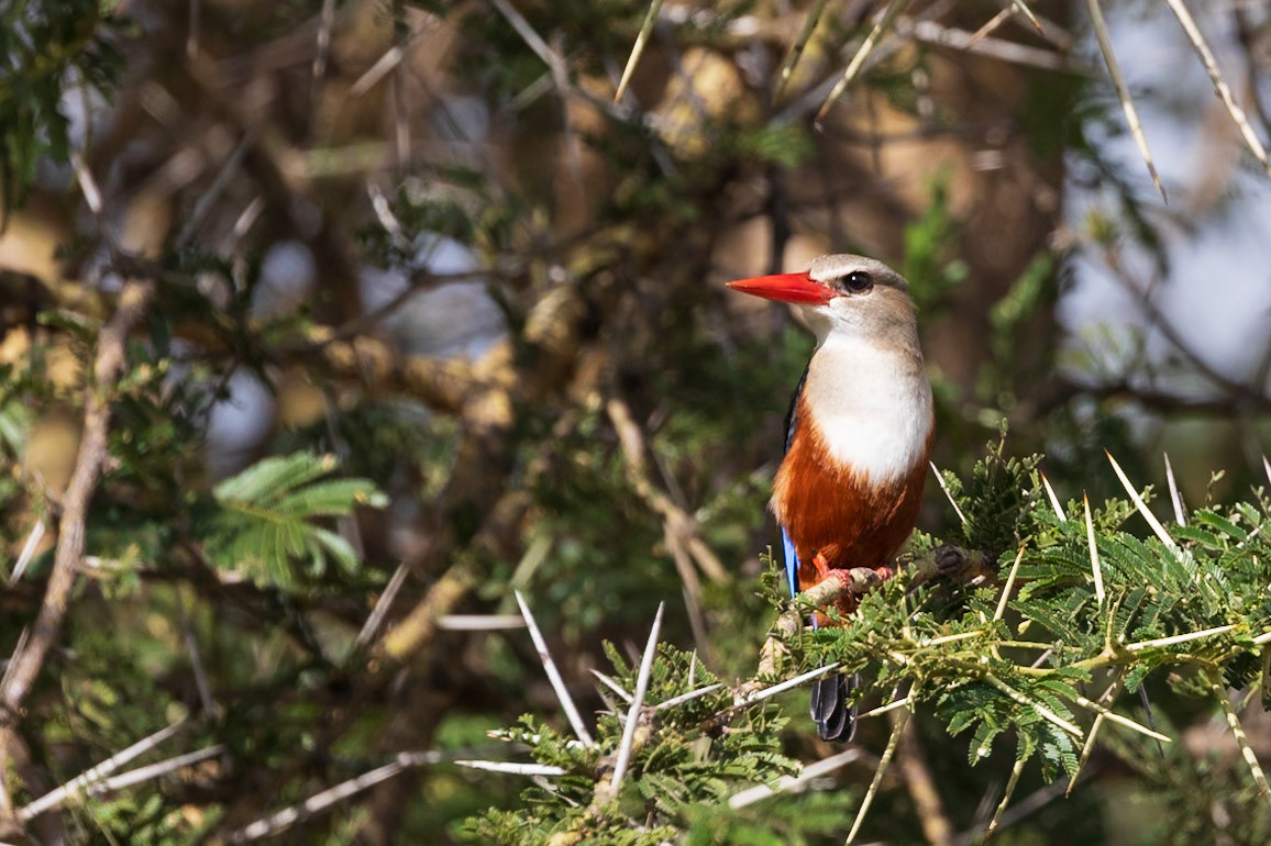 Gray-headed Kingfisher