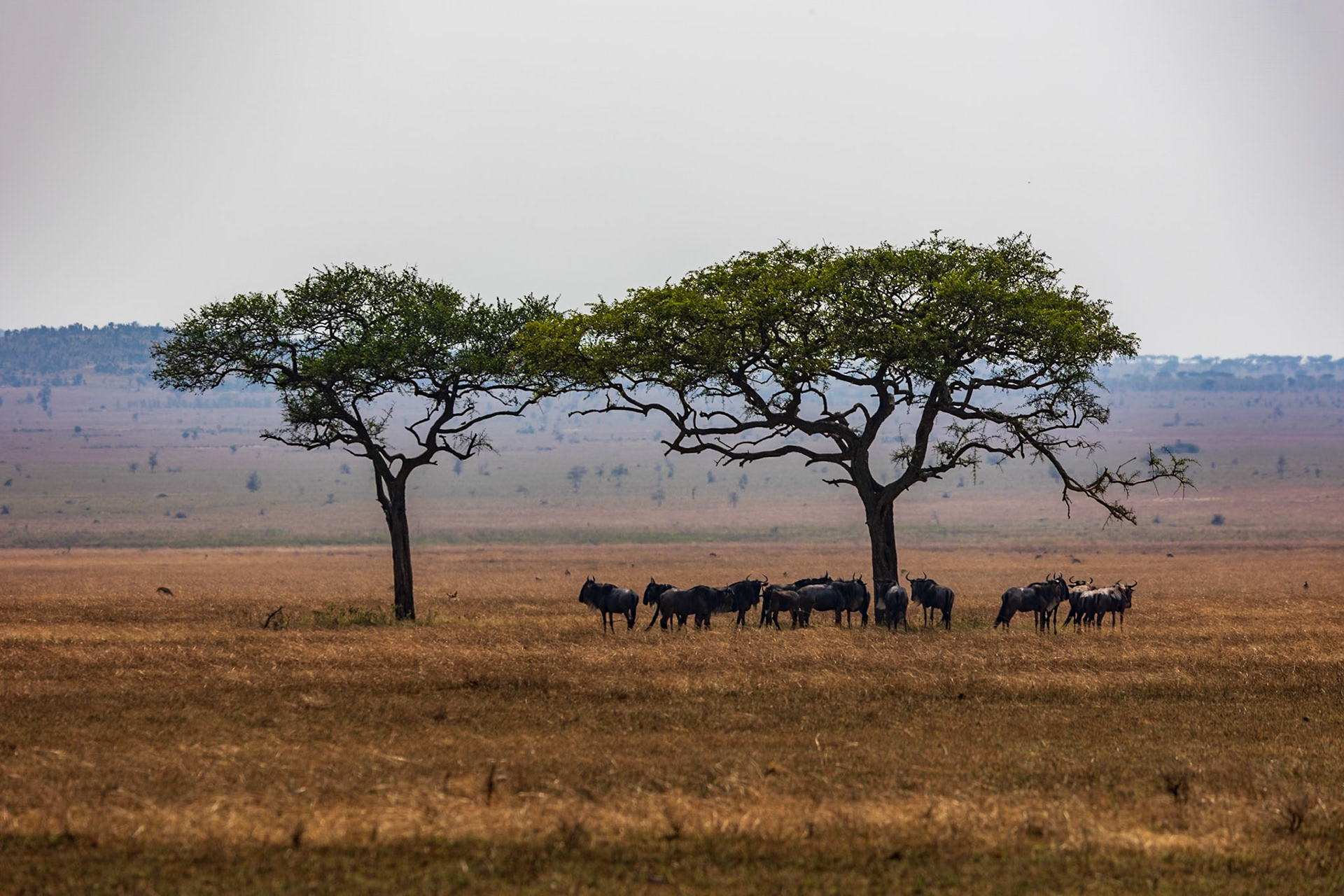 Wildebeests