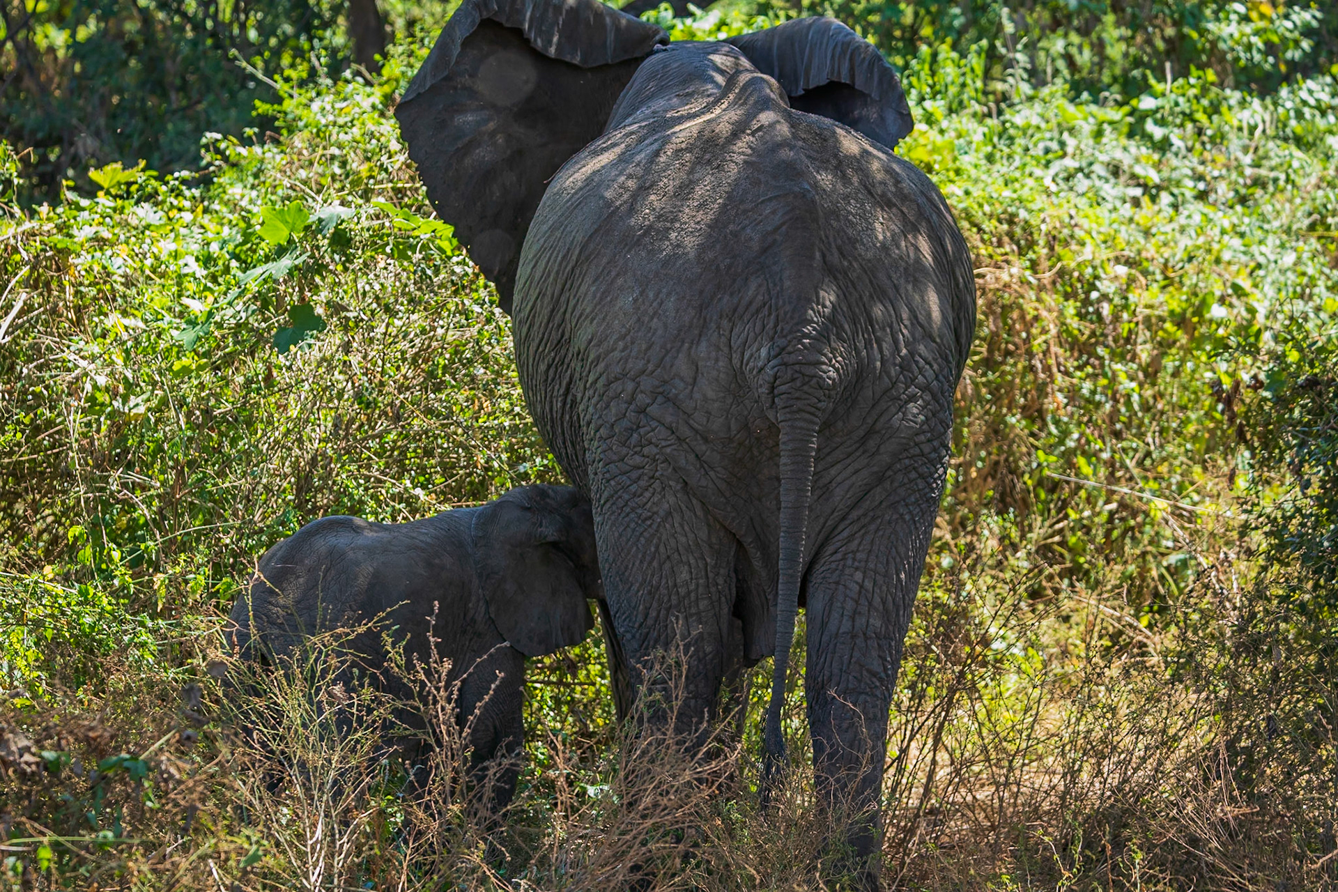 still nursing