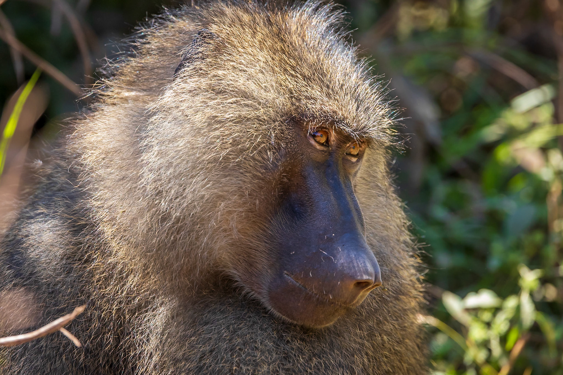 Baboon