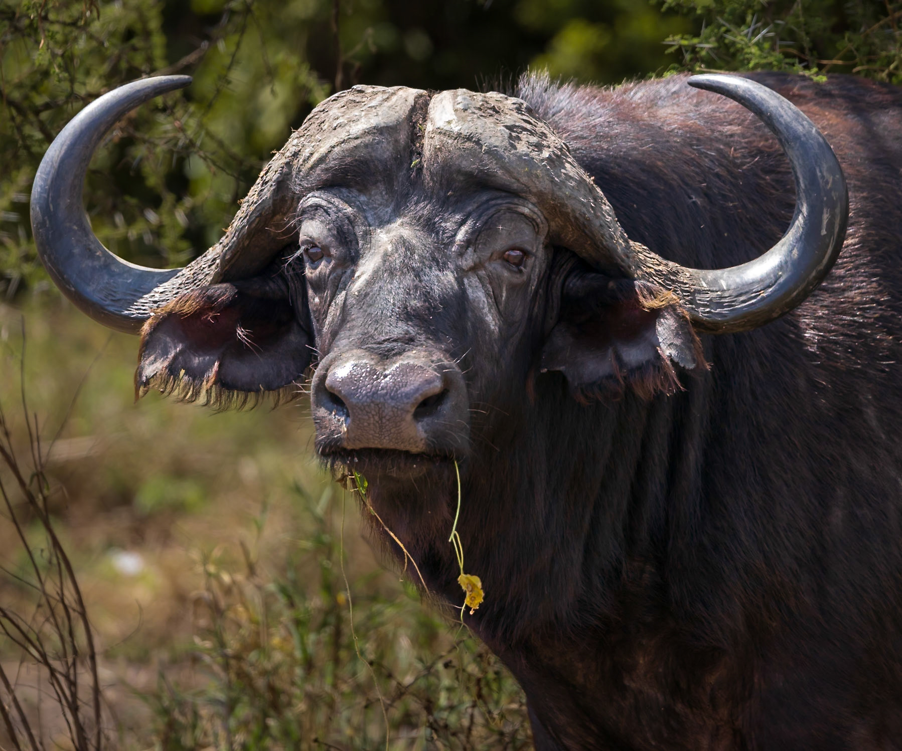 Water buffalo