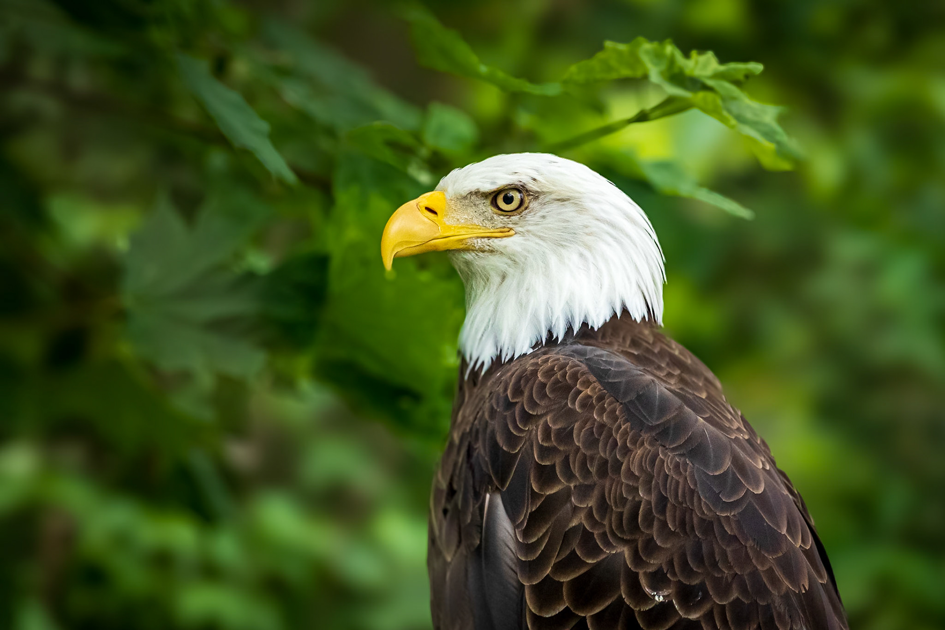 Luca the Eagle lost his right wing.