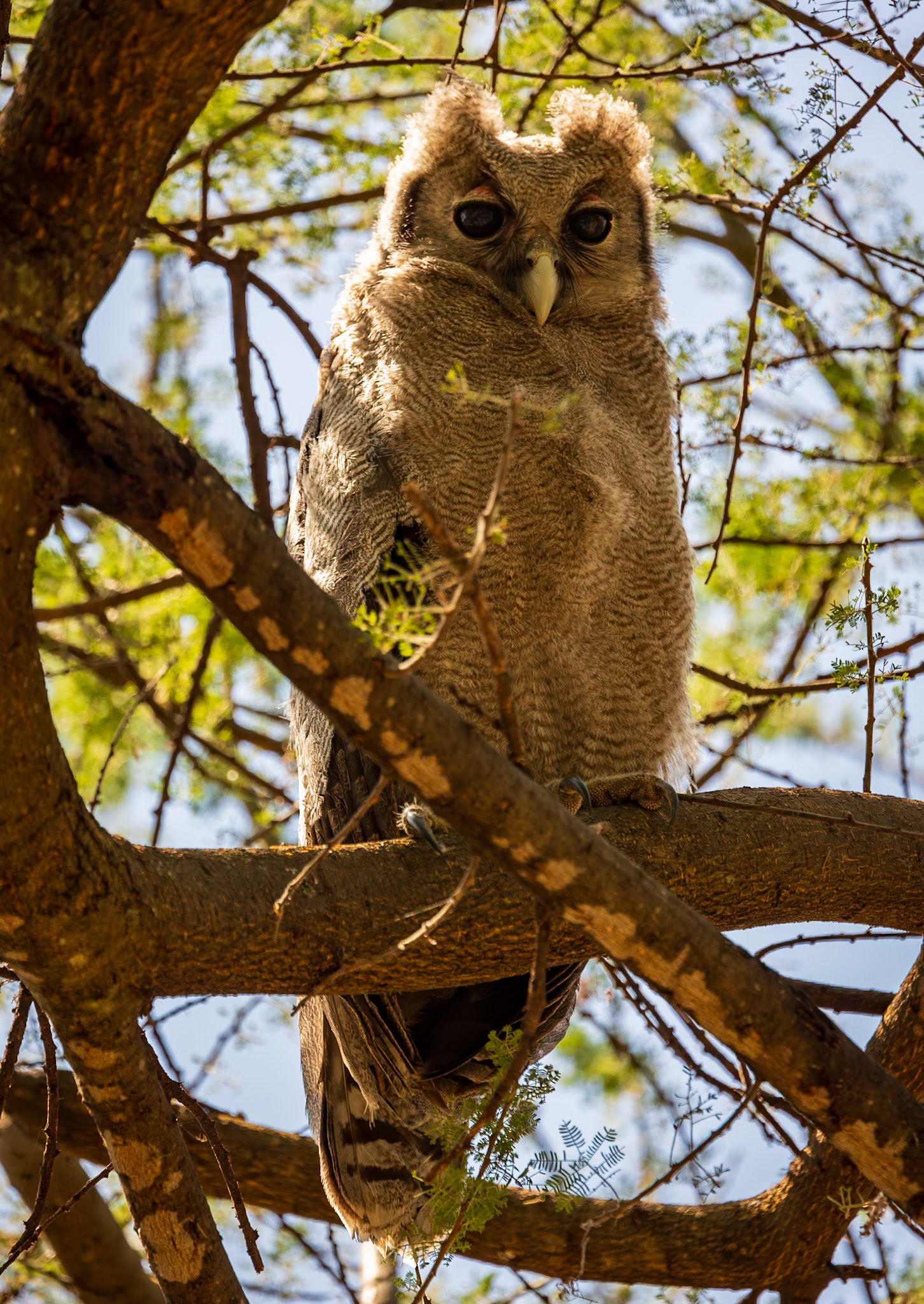 Verreaux's Eagle-owl
