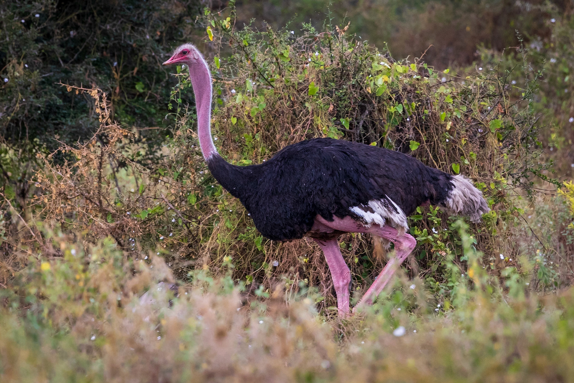 Ostrich