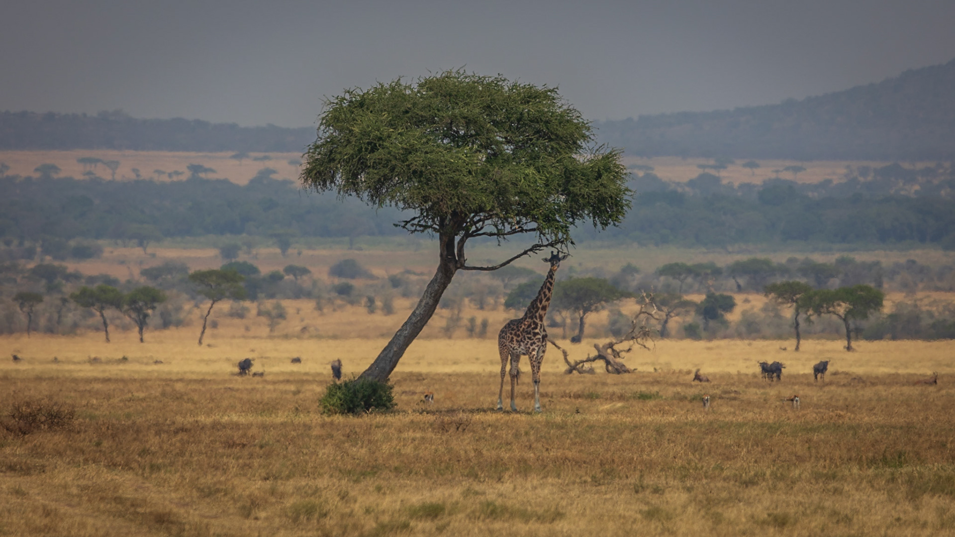 Giraffe on the Serengeti