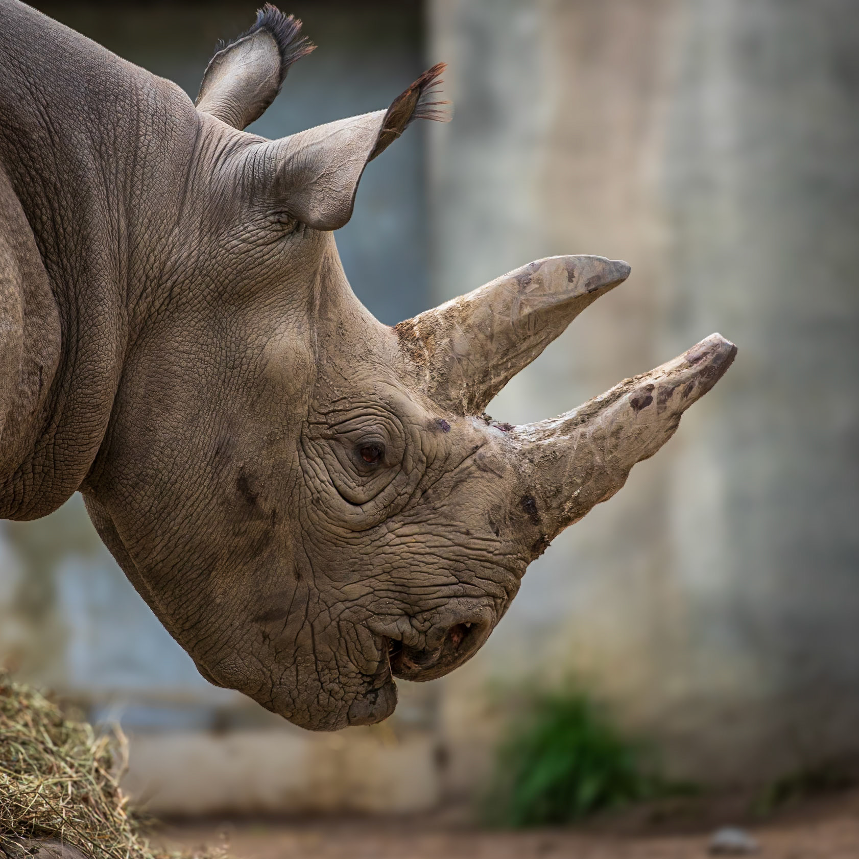 Black rhinos live in the wild in Africa.