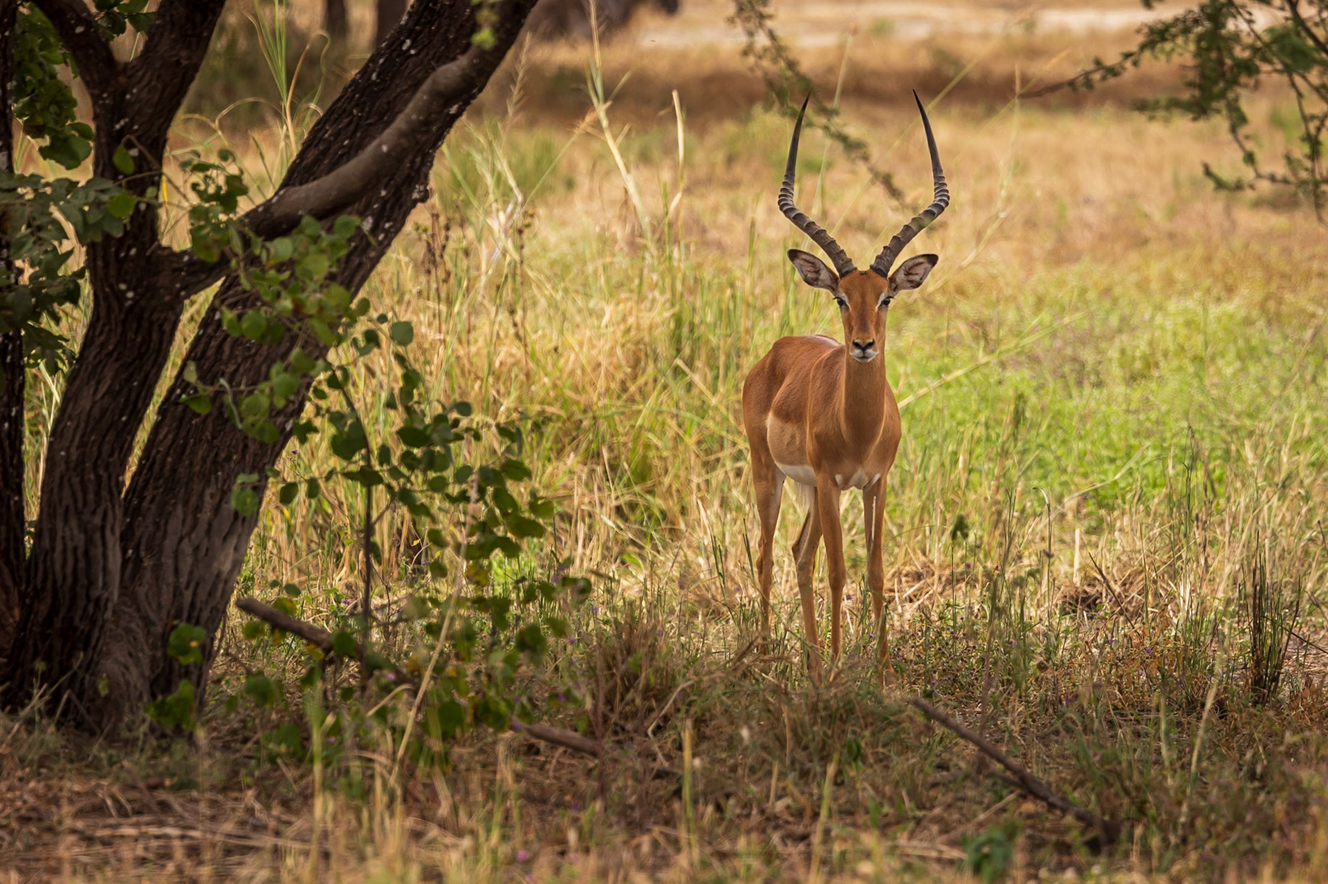Springbok