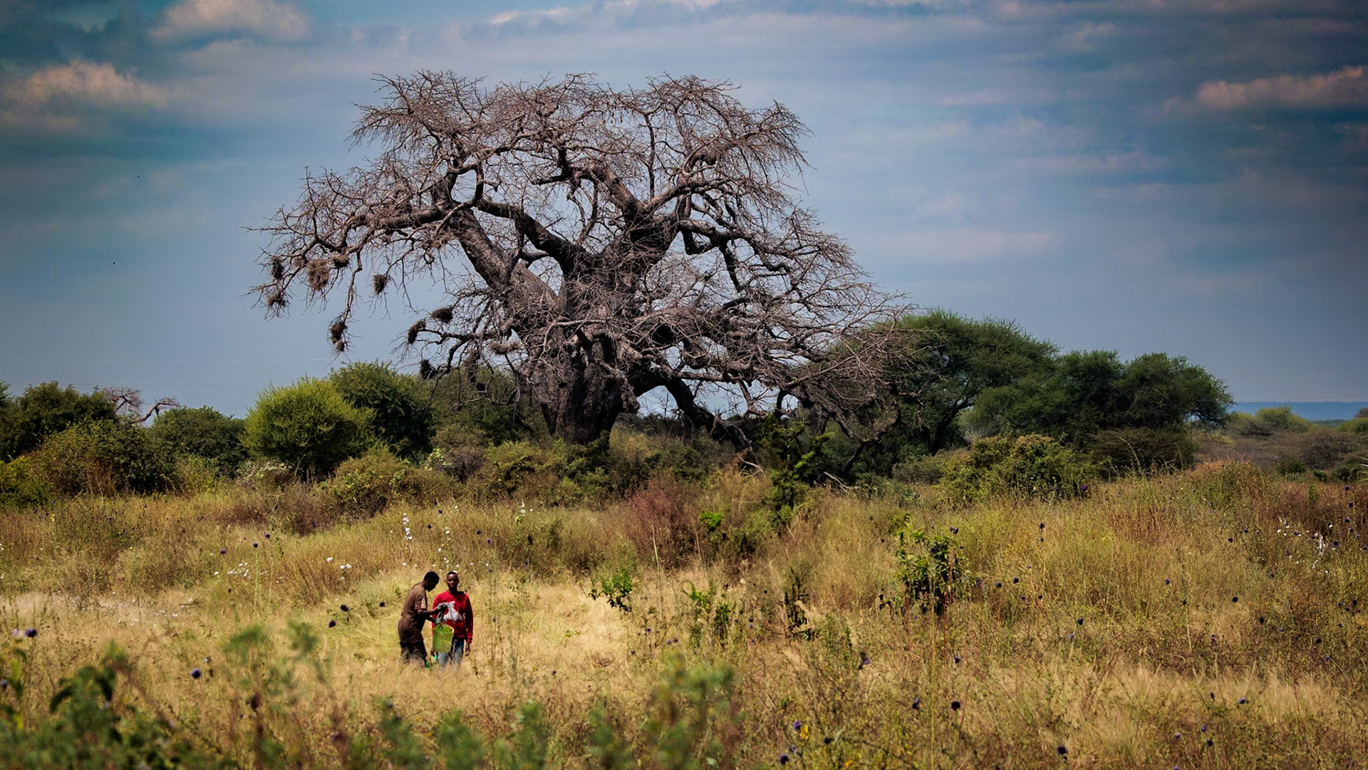 Baobab tree