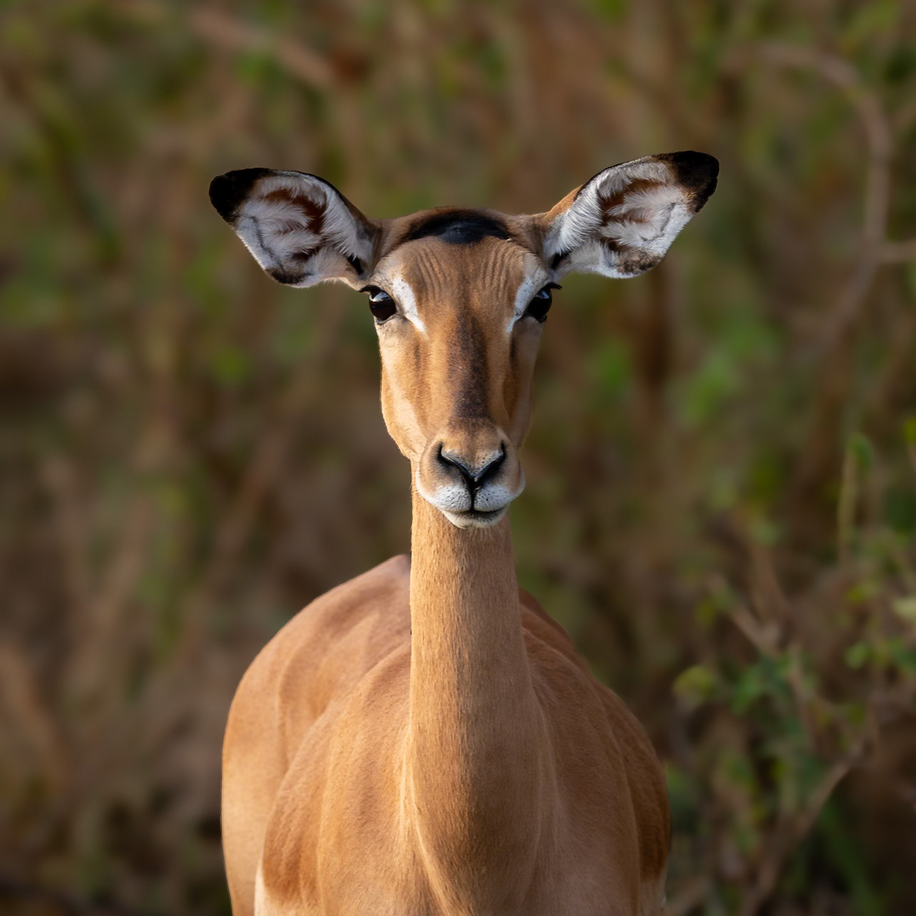Impala